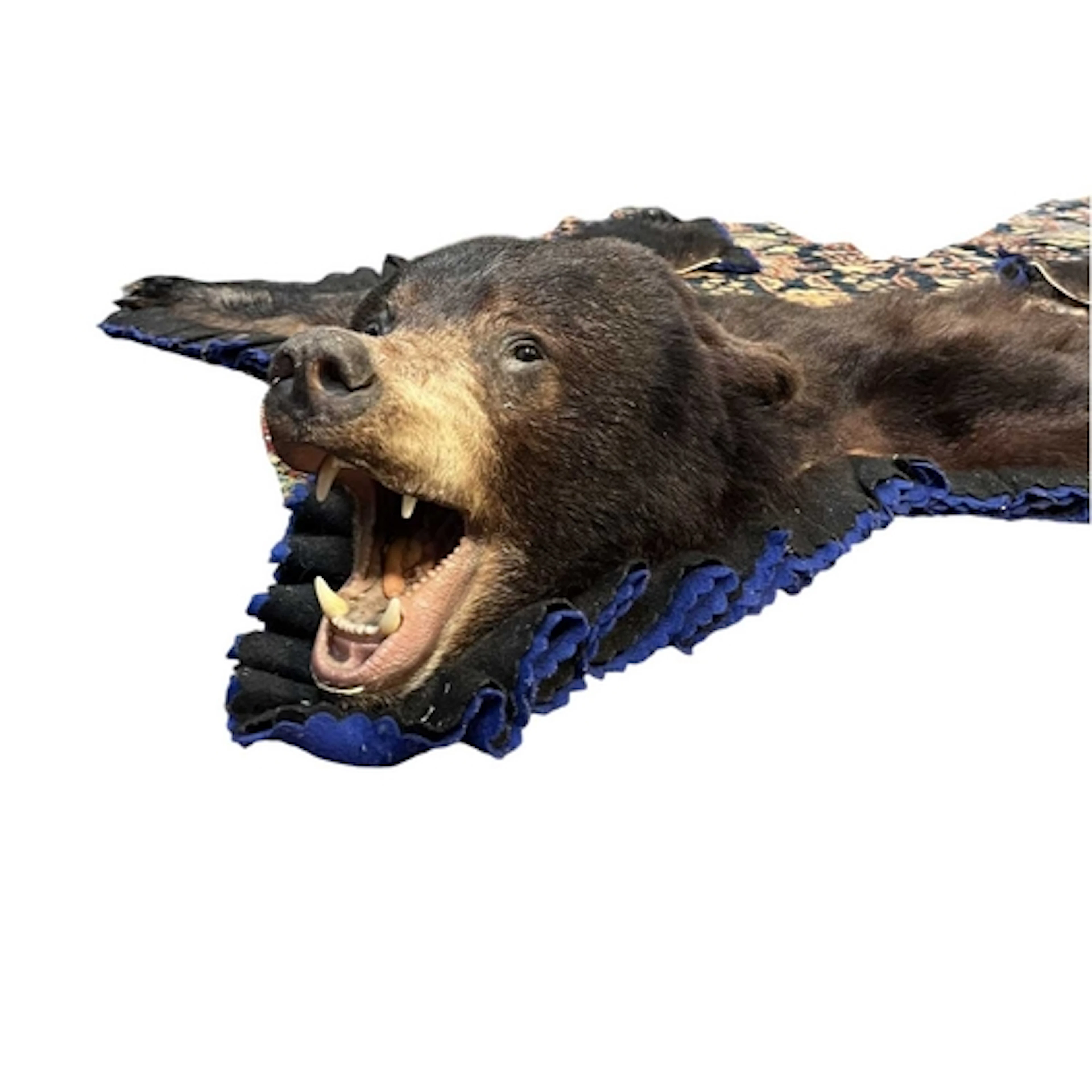 Taxidermy American Brown Bearskin rug (partial). Consisting ...