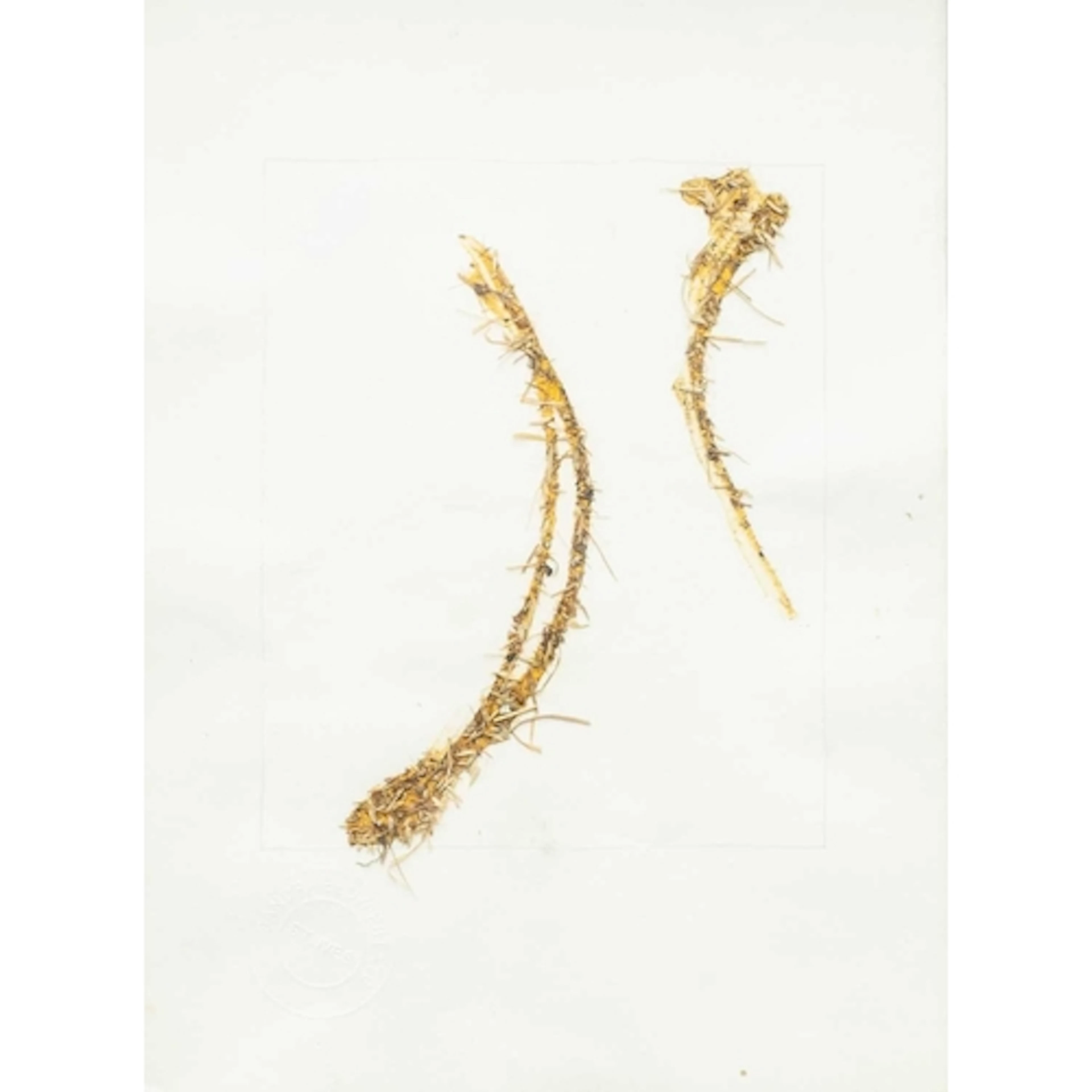 § Sandra BLOW (1925-2006) Strawing Mixed media on paper, est...