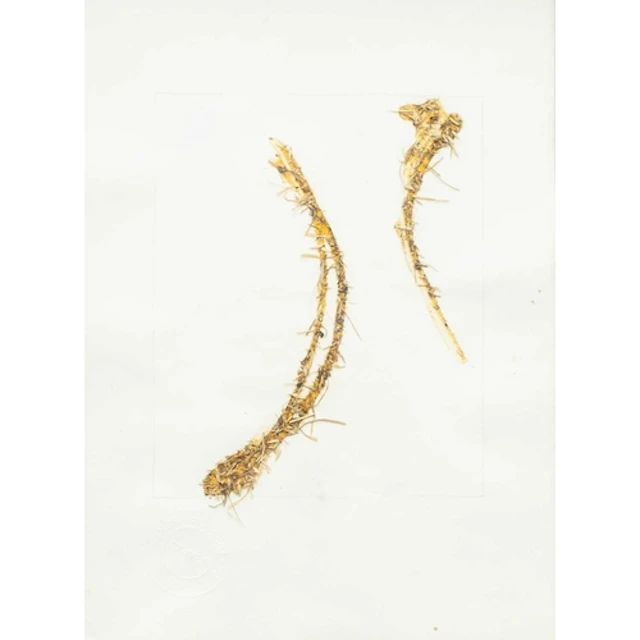 § Sandra BLOW (1925-2006) Strawing Mixed media on paper, est...