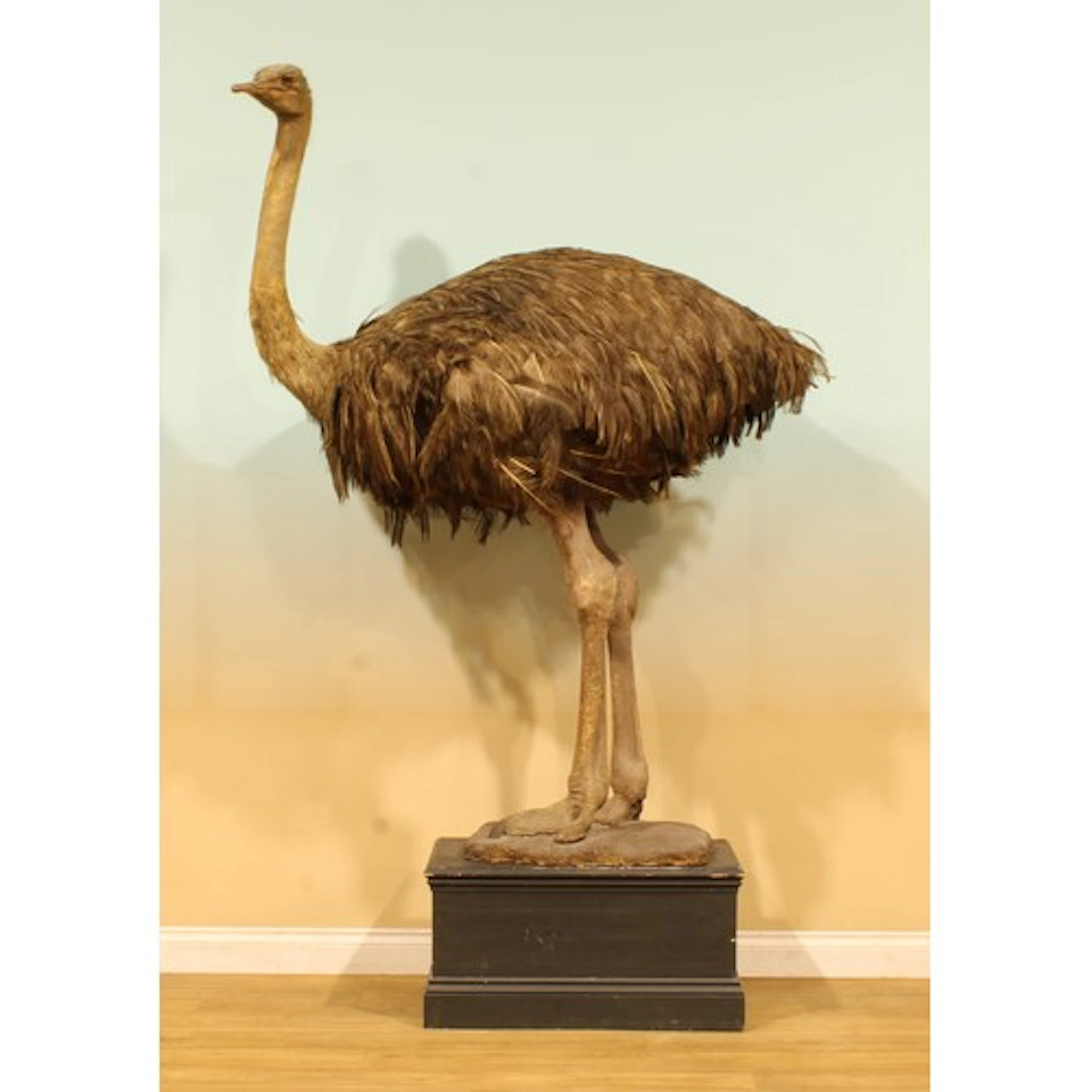 Natural History - a taxidermy ostrich hen (Struthio camelus)...