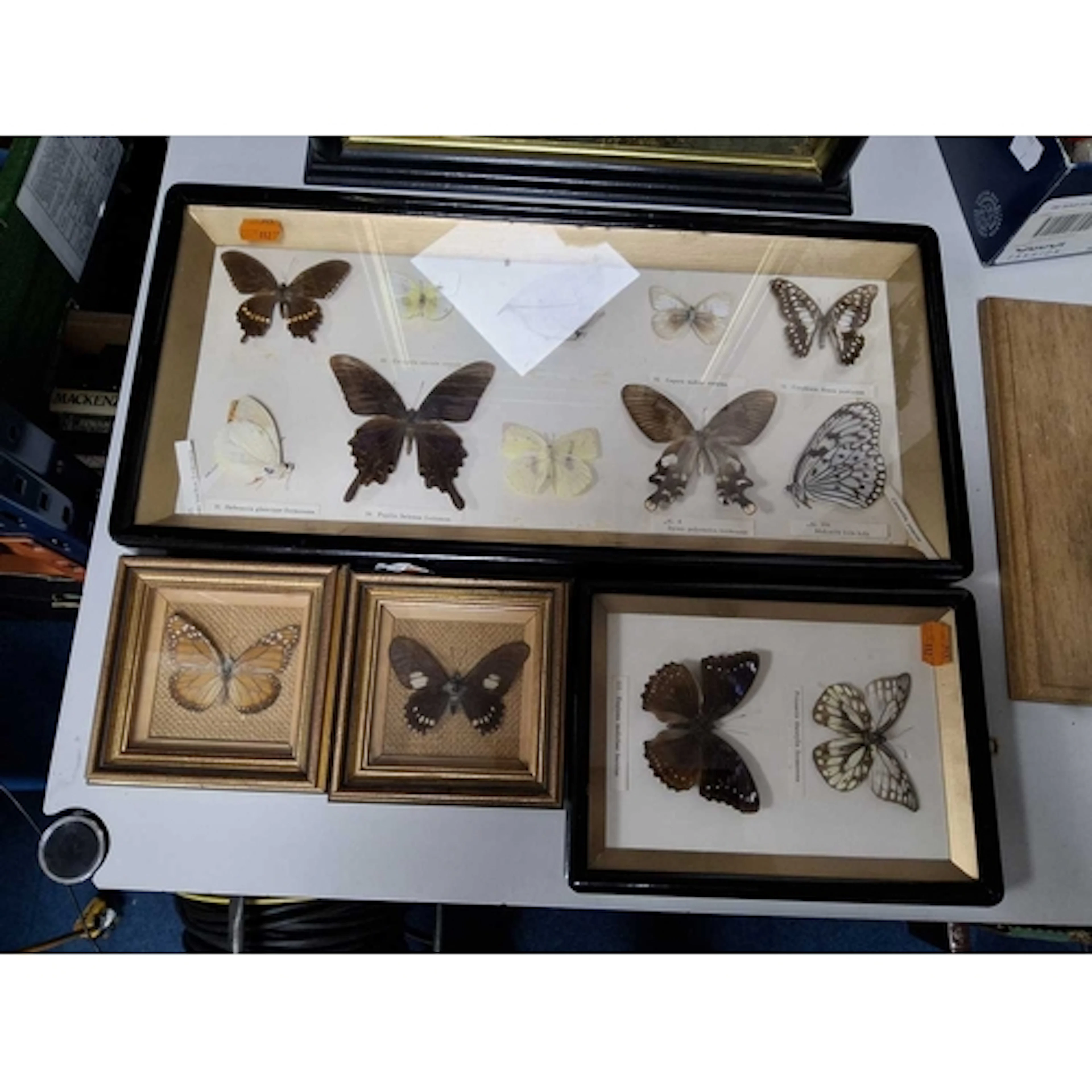 A COLLECTION OF FRAMED ENTOMOLOGICAL SPECIMENS OF EXOTIC BUT...