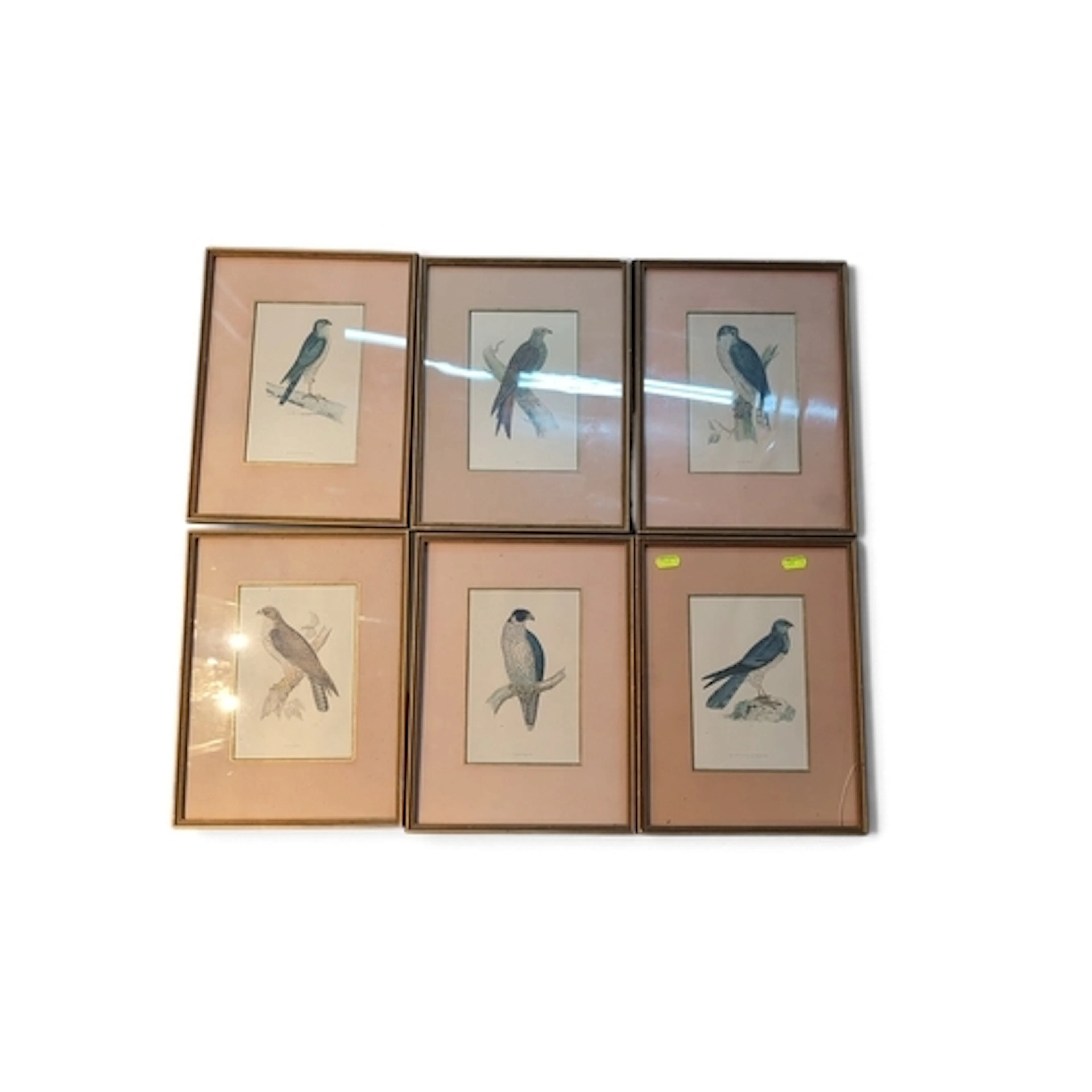 A set of coloured ornithological prints depicting birds of p...