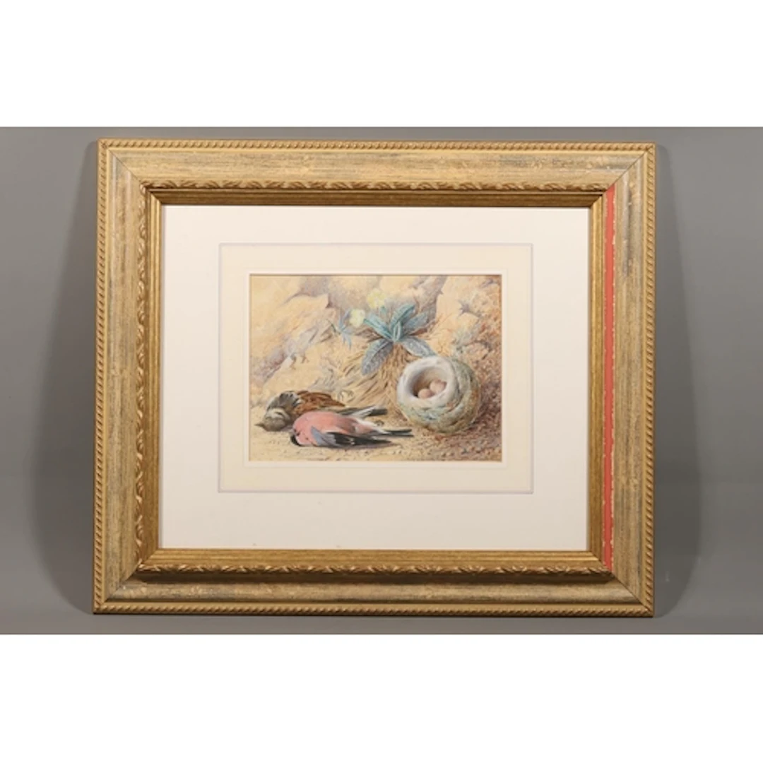 F PLOCKTON, dead birds by a nest with eggs, watercolour pain...