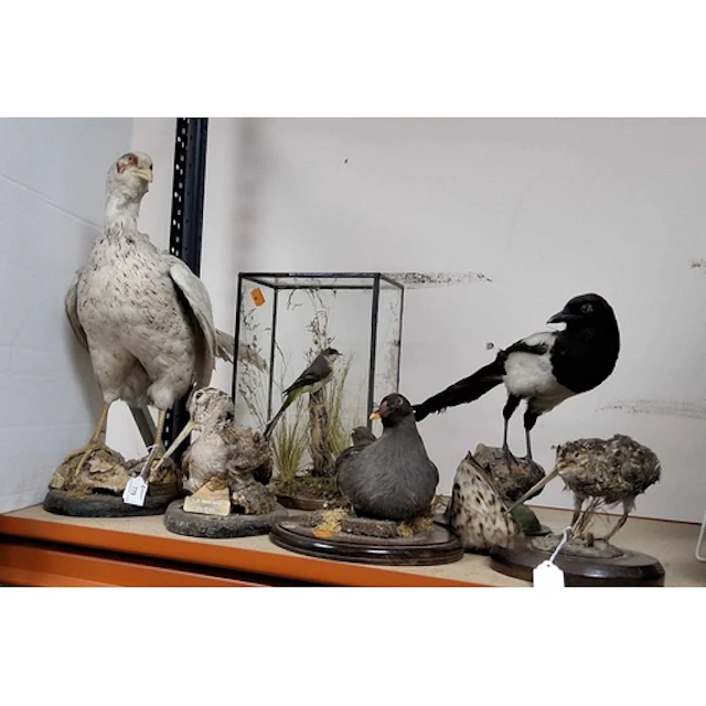 SIX TAXIDERMY DUCKS AND BIRDS, comprising a white leucistic ...