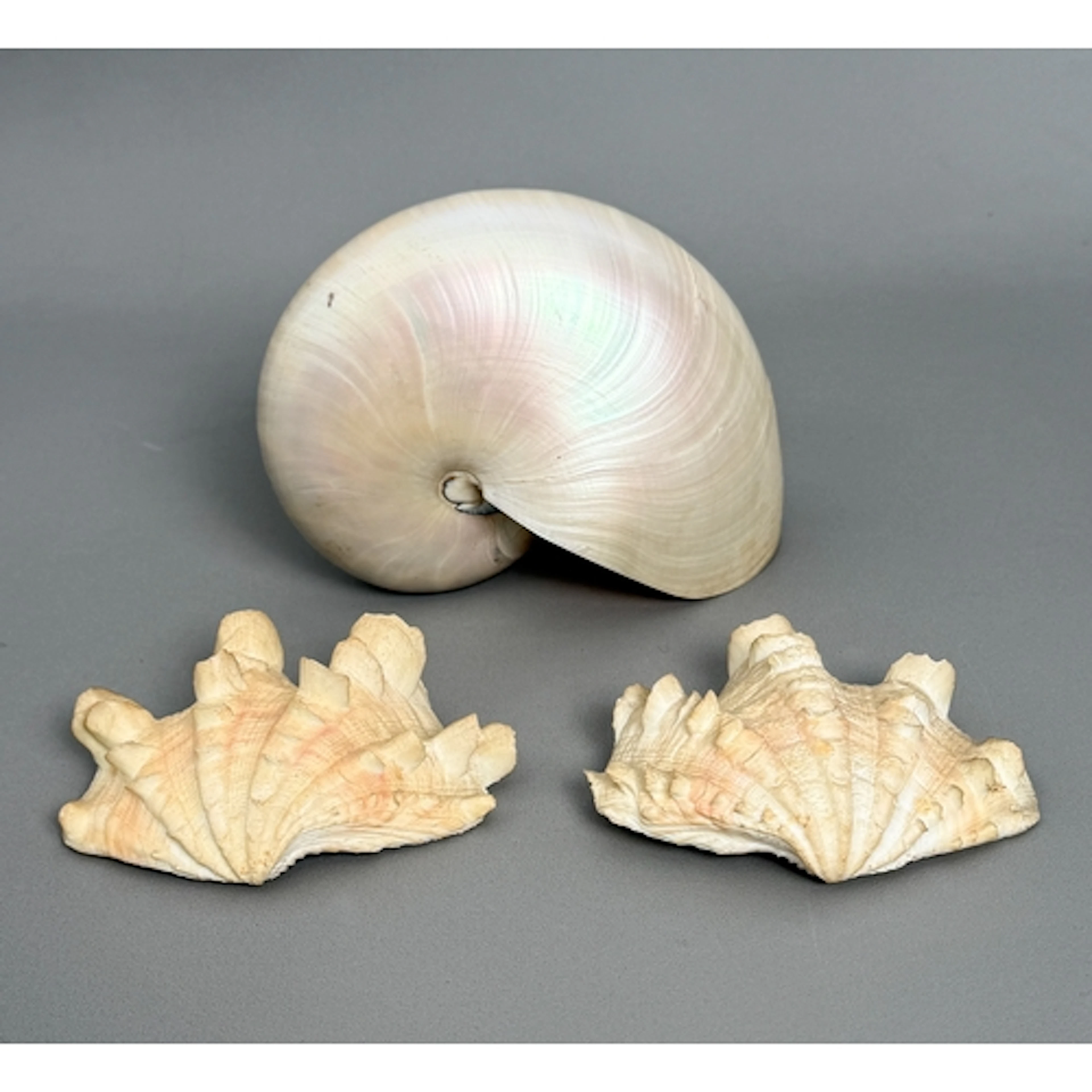 A 'pearl' Nautilus shell - 15cm wide; together with a Fluted...