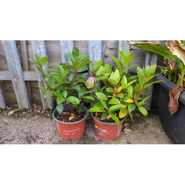 A pair of potted Portuguese laurel (Prunus lusitanica) shrub...
