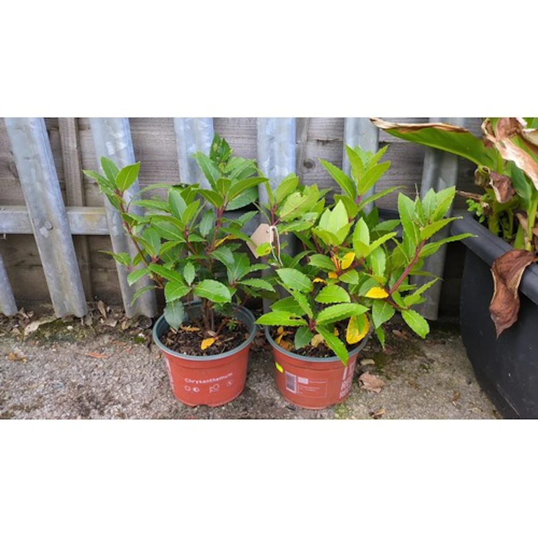 A pair of potted Portuguese laurel (Prunus lusitanica) shrub...
