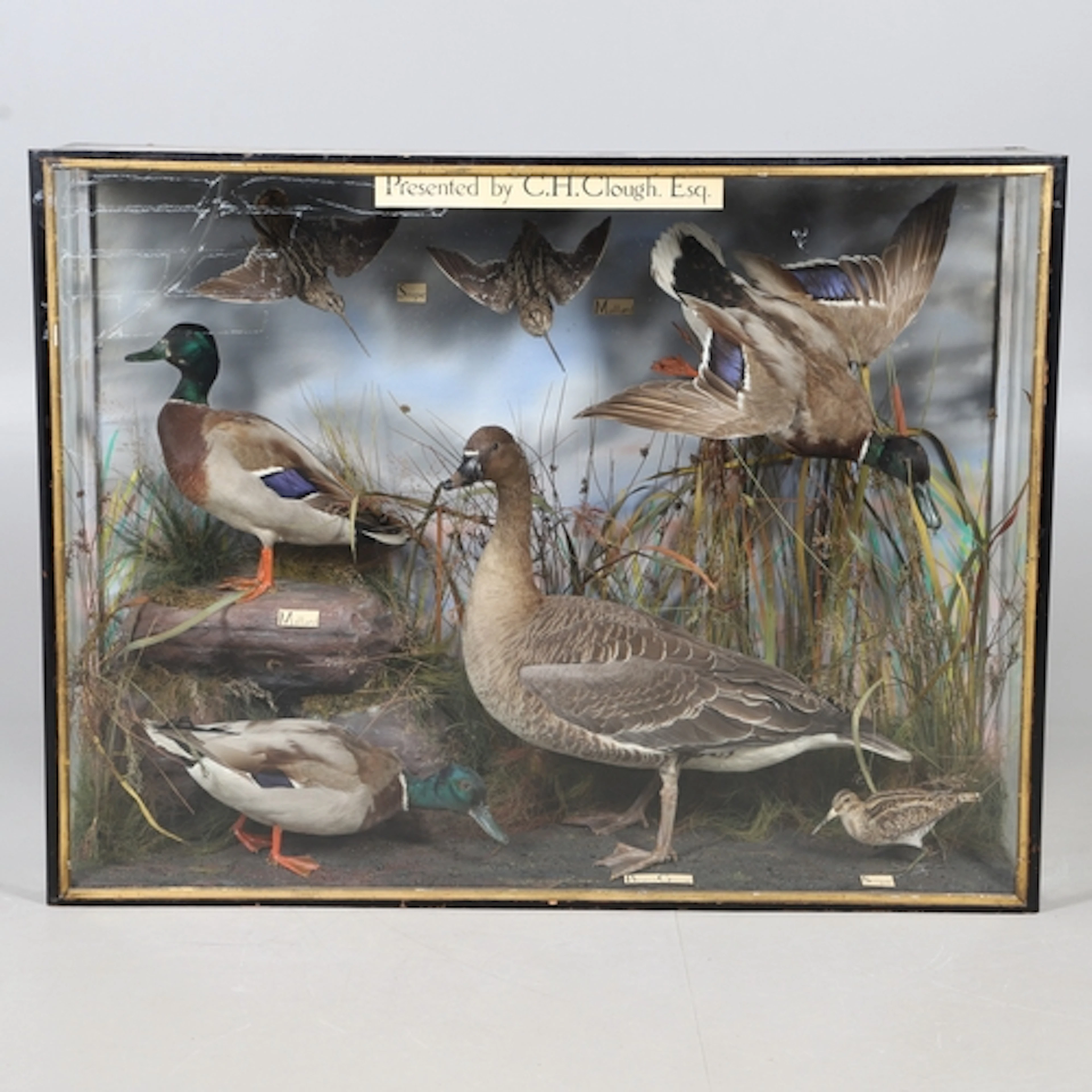 TAXIDERMY - LARGE CASED SET OF BIRDS. A large wooden and gla...