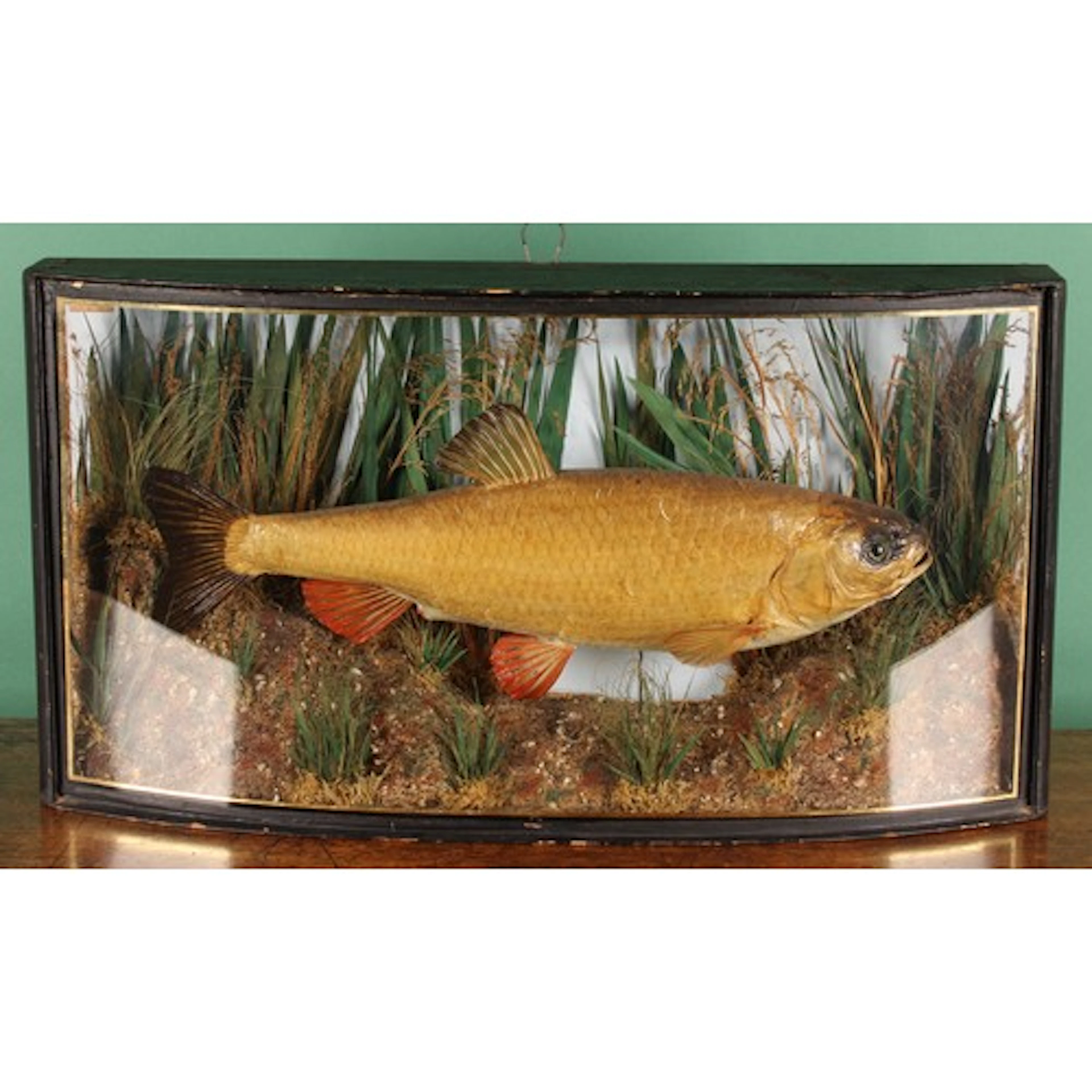 Taxidermy - a chub (Squalius cephalus), naturalistically mou...