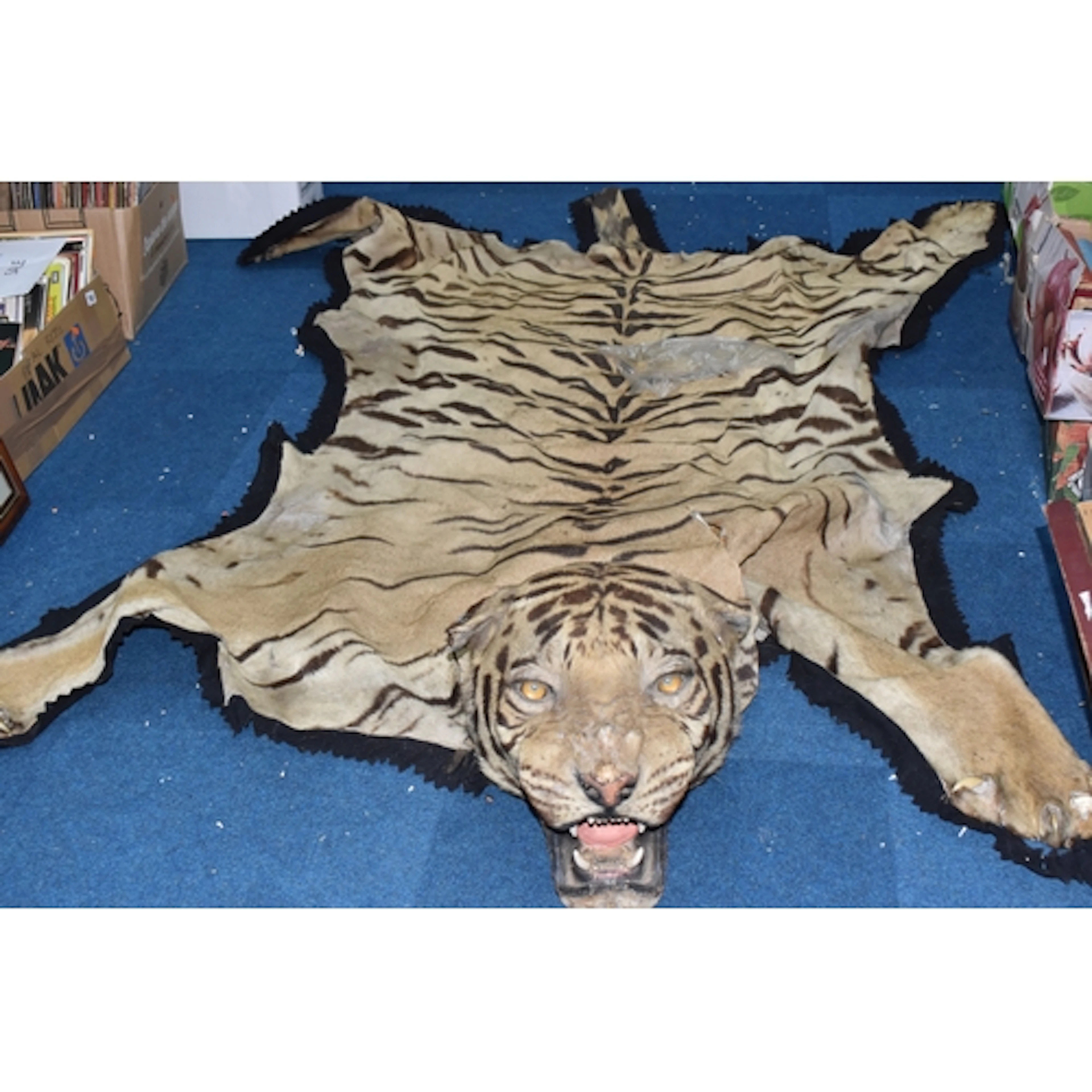 A LATE 19TH/ EARLY 20TH CENTURY LINED TIGER SKIN RUG, Panthe...