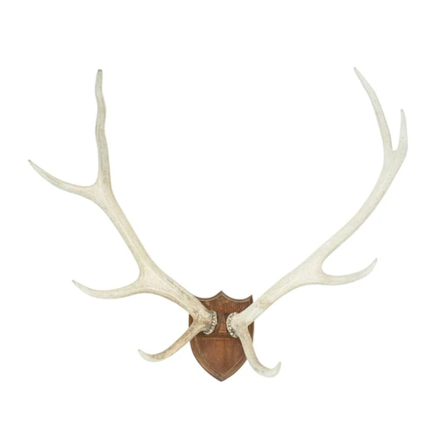 A set of eight point antlers. Mounted on an oak shield, heig...