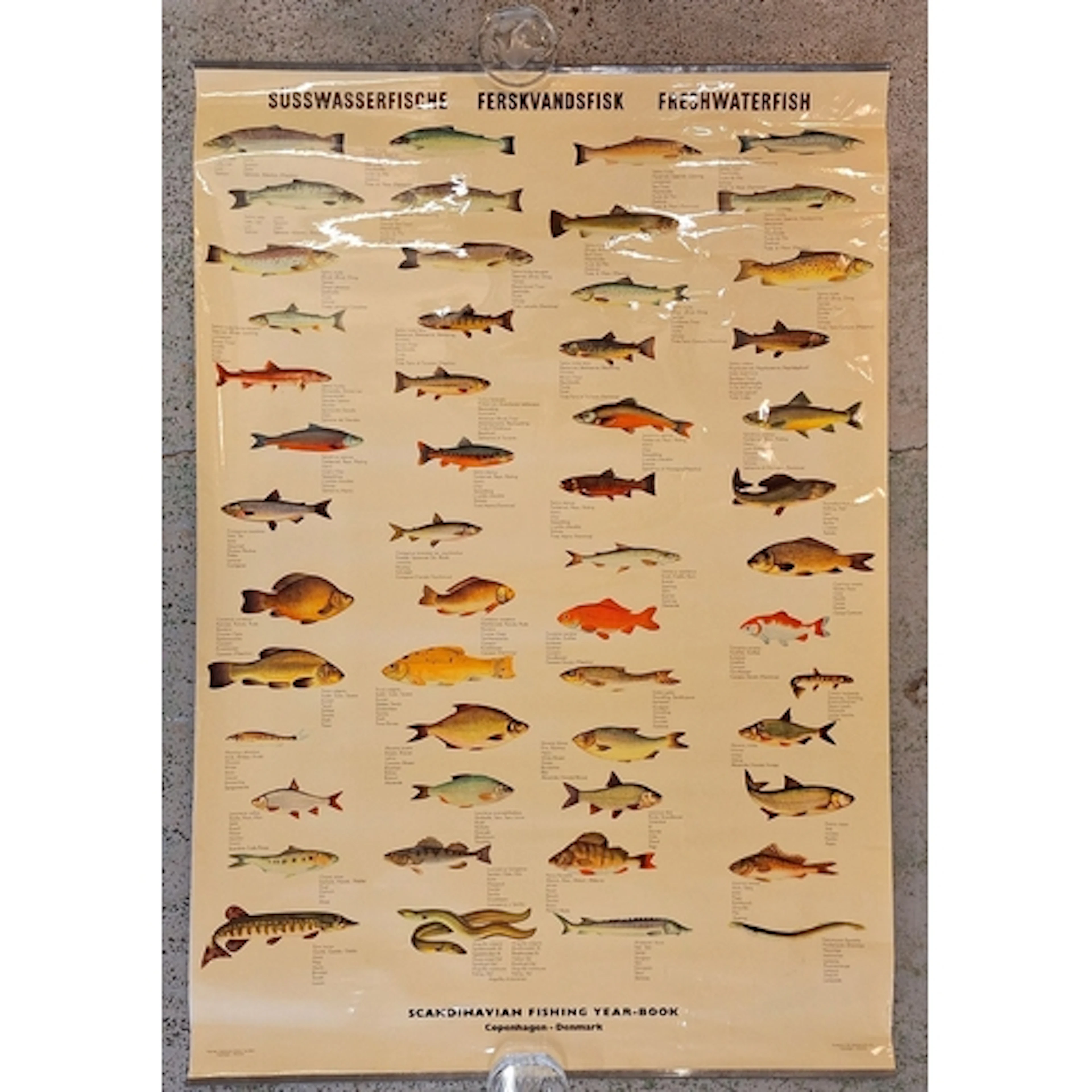 Poster Freshwater Fish in Denmark approx. 70cm W x 103cm H (...