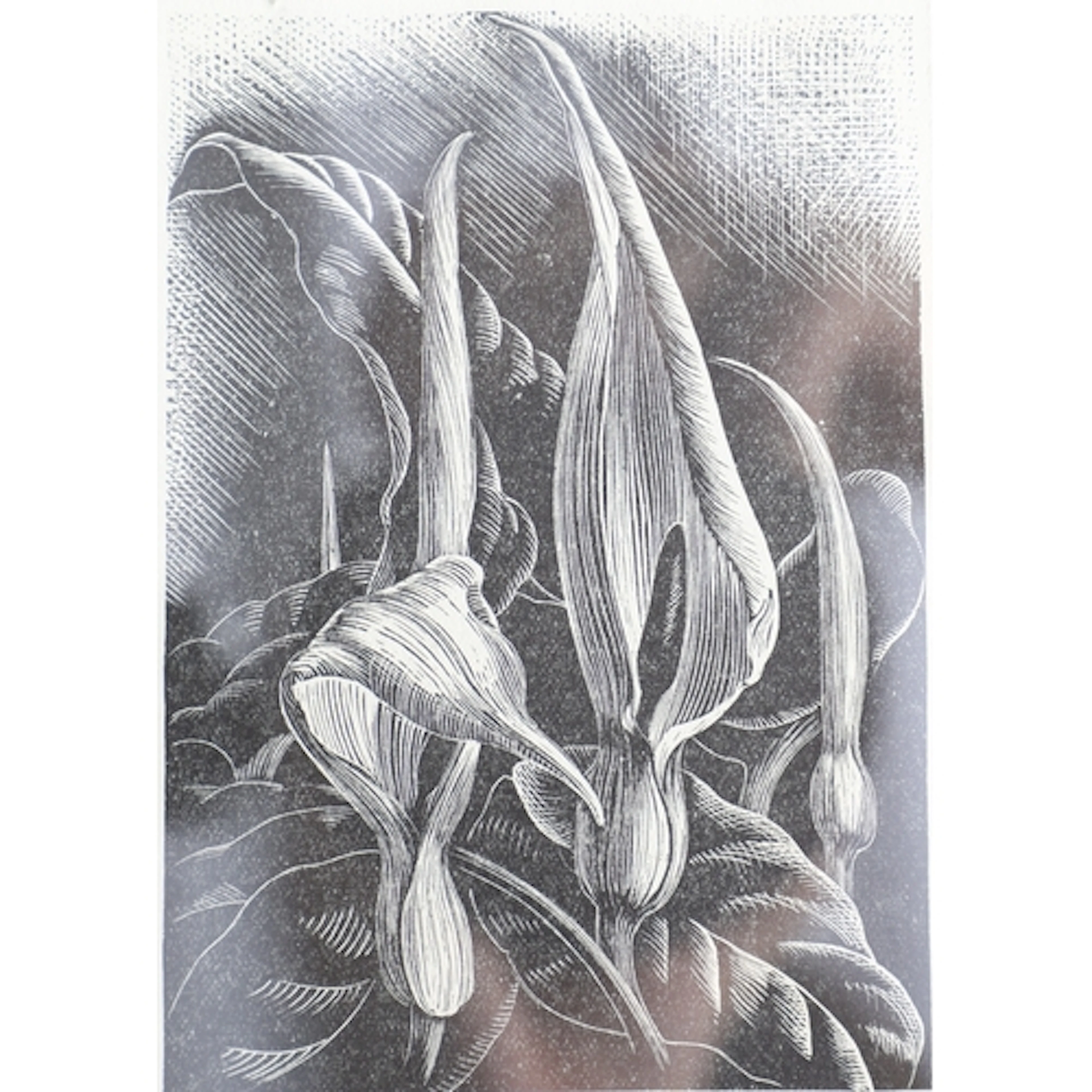 CLARE LEIGHTON (1898-1989). The Horse Show, 1936; Wild Arums...