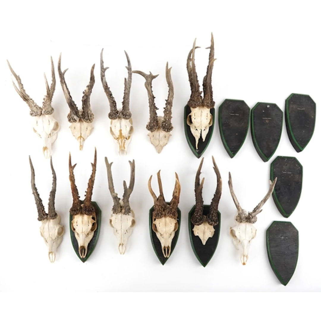 Collection of taxidermy interest antlers with skulls, the la...