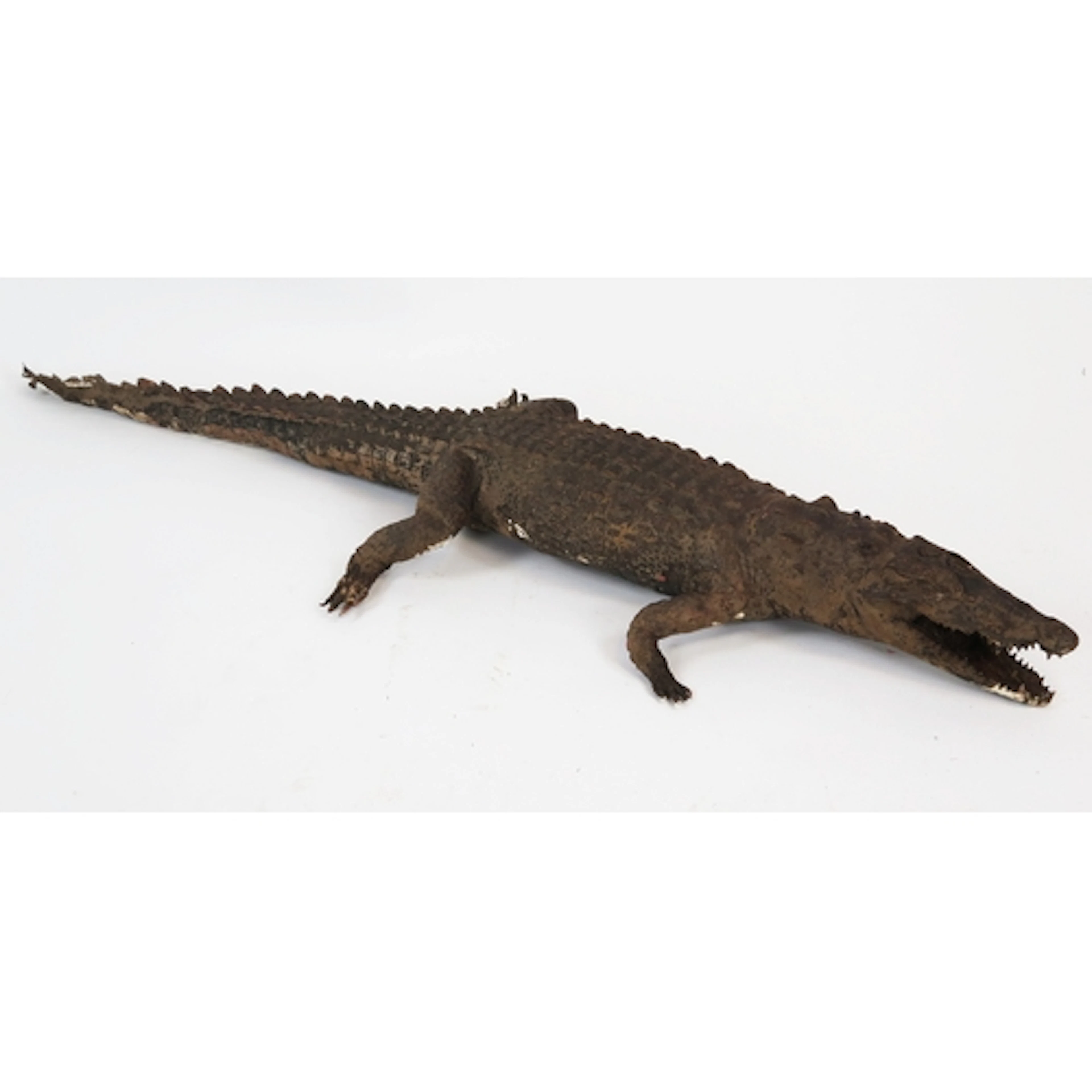 Taxidermy crocodile with open mouth and straight tail, 120cm...