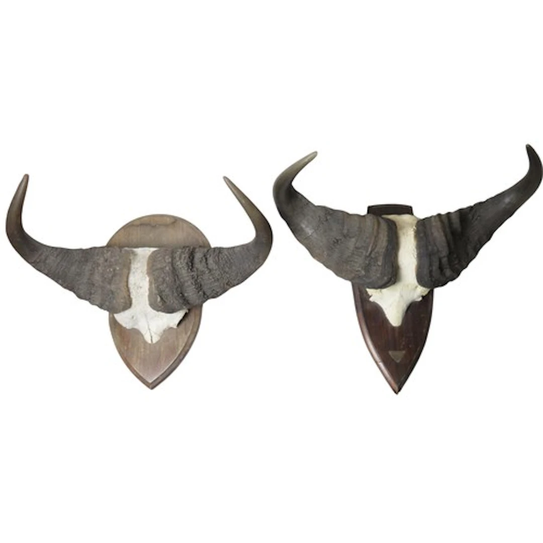 TWO AFRICAN BUFFALO SKULL CAP AND HORNS (SYNCERUS CAFFER) bo...