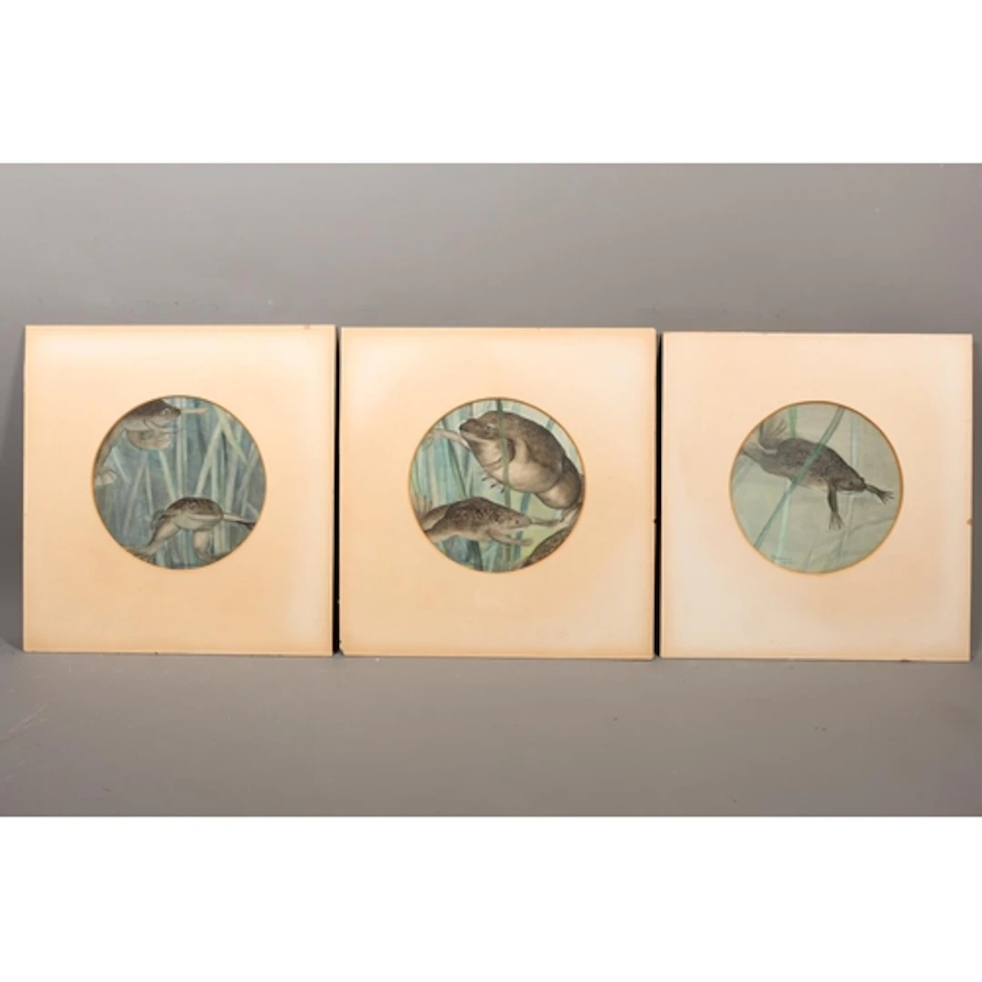 A KIRKPATRICK MAXWELL, three watercolours of frogs, each sig...