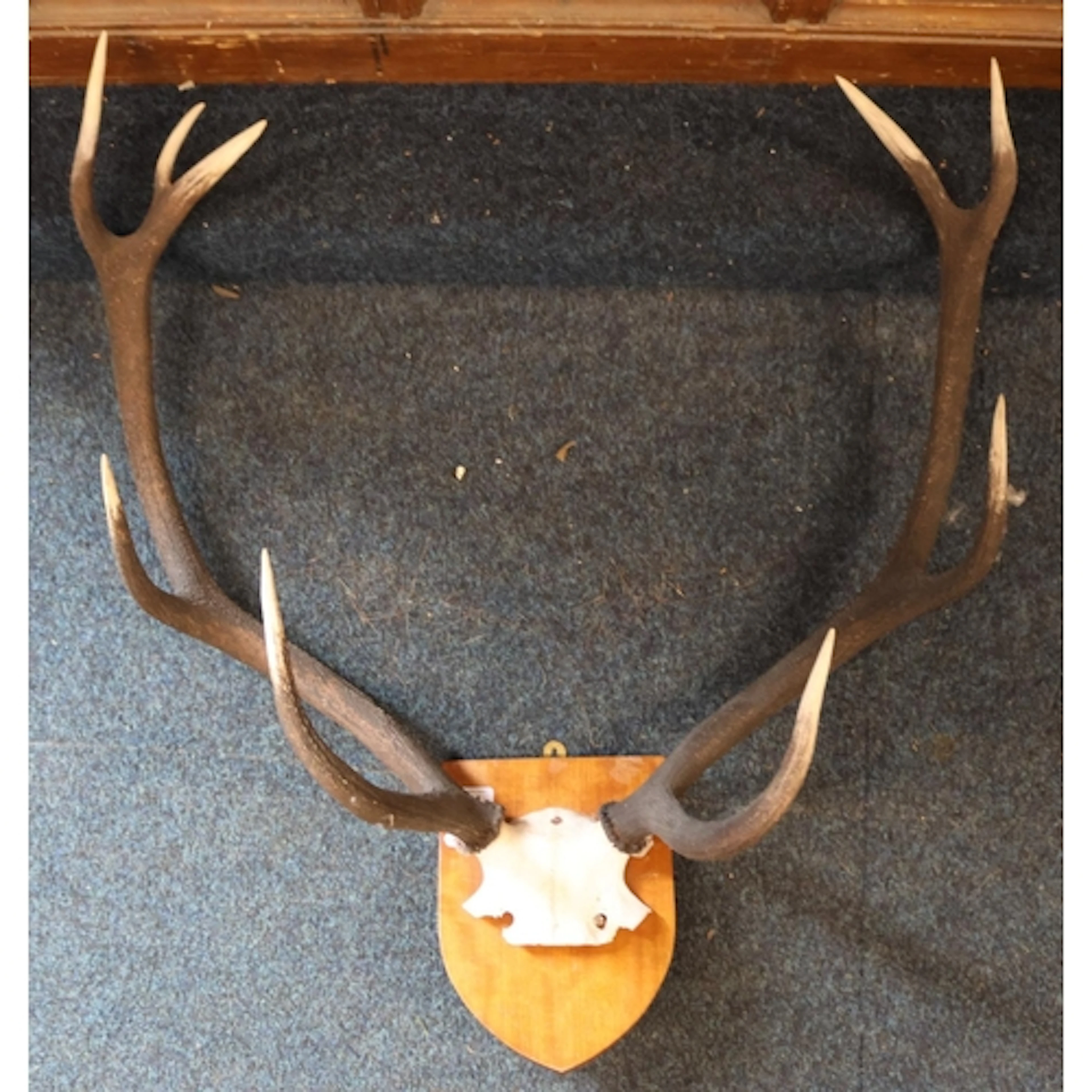 Taxidermy partial skull and antlers of a nine-point Stag Sco...