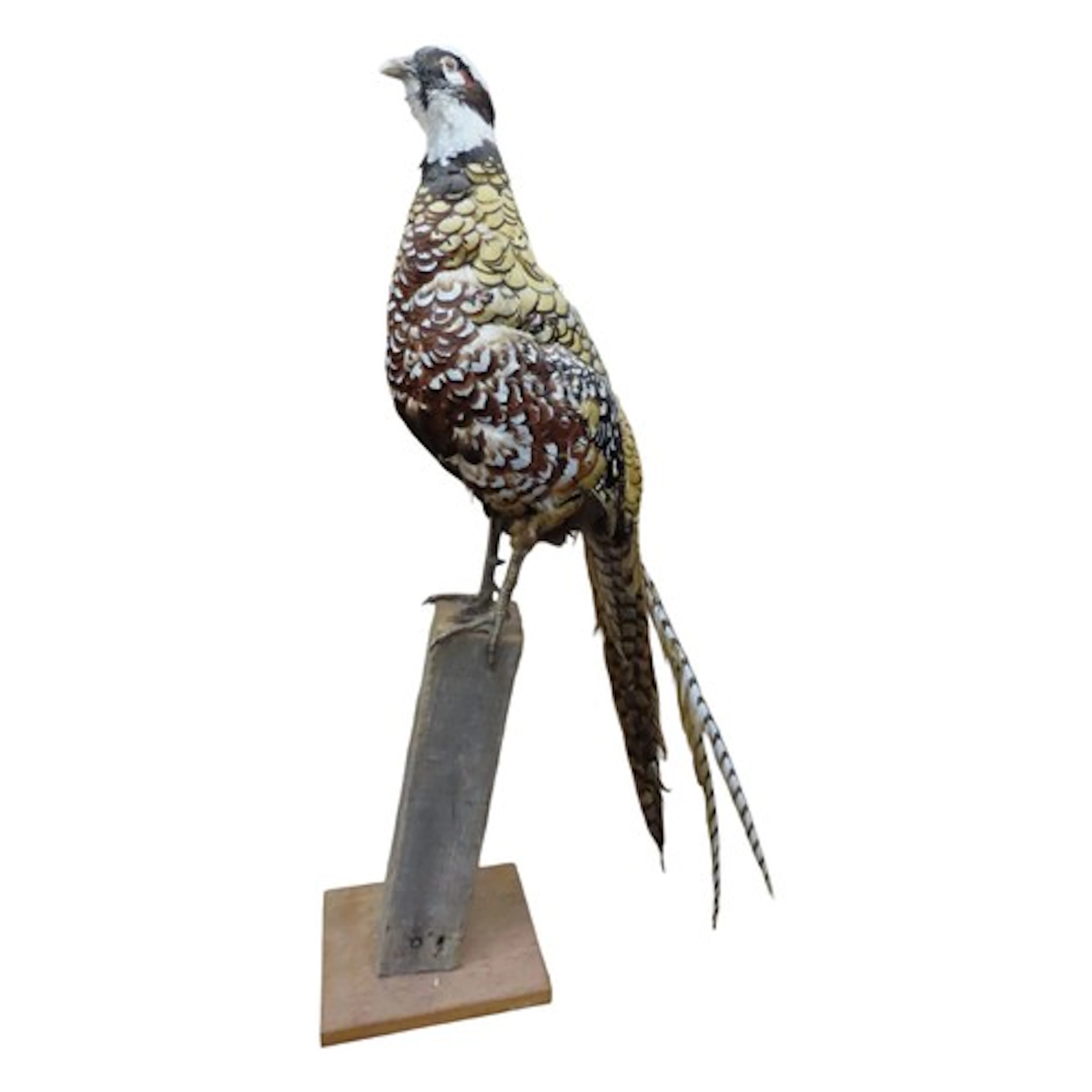 Taxidermy interest - a stuffed Reeves's cock pheasant mounte...