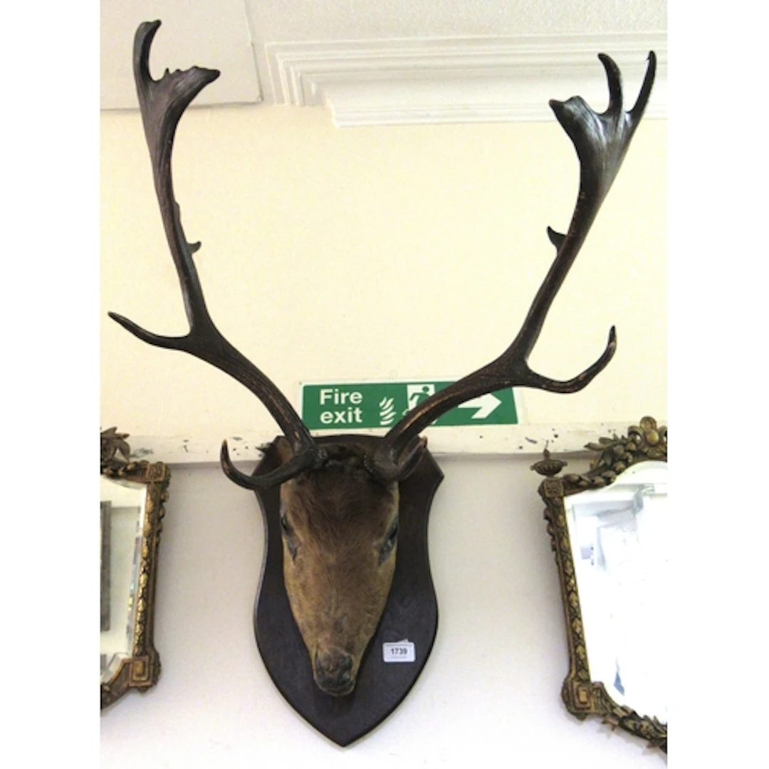 Taxidermy stag's head on a shield mount