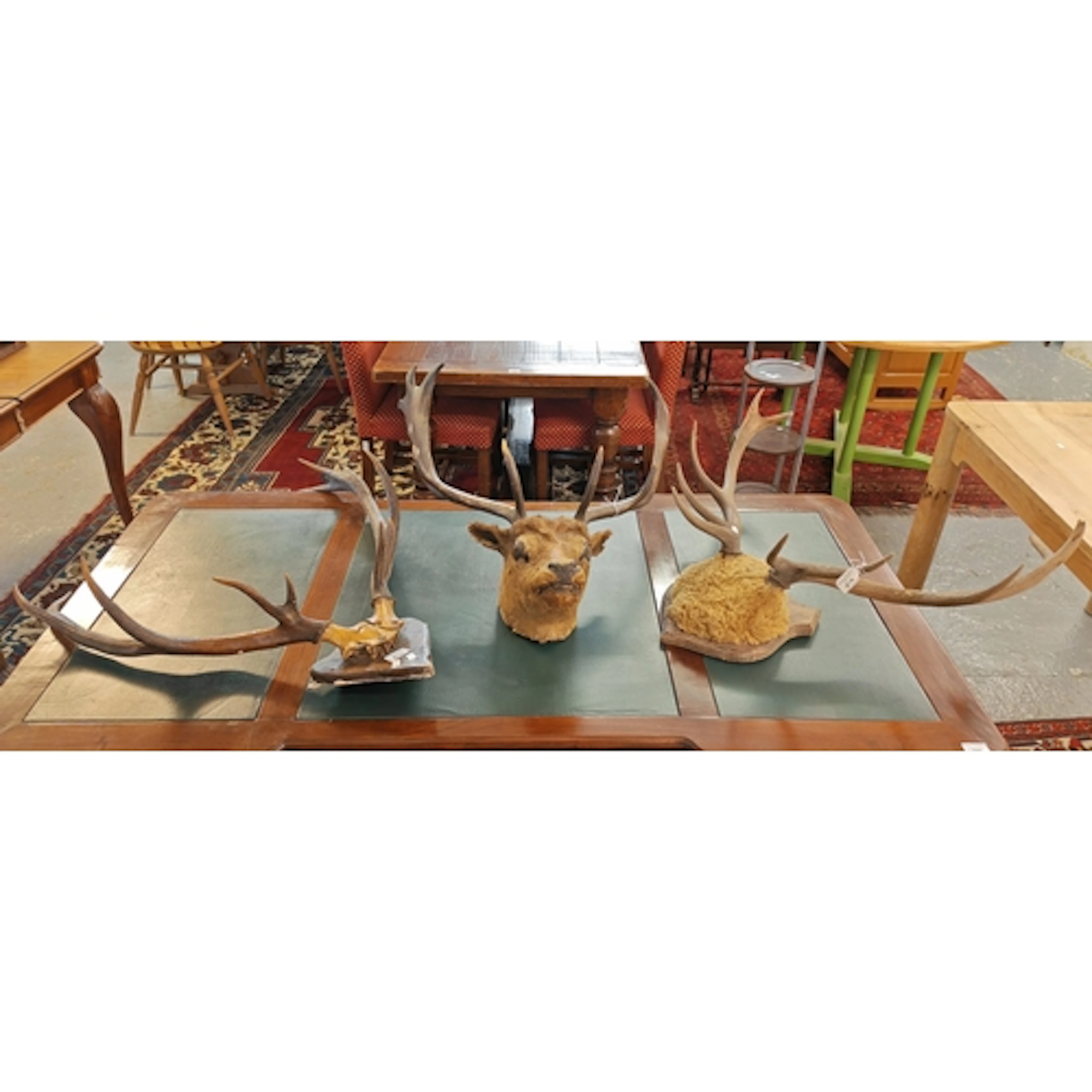 Taxidermy - an antlers head with antlers, together with dee...