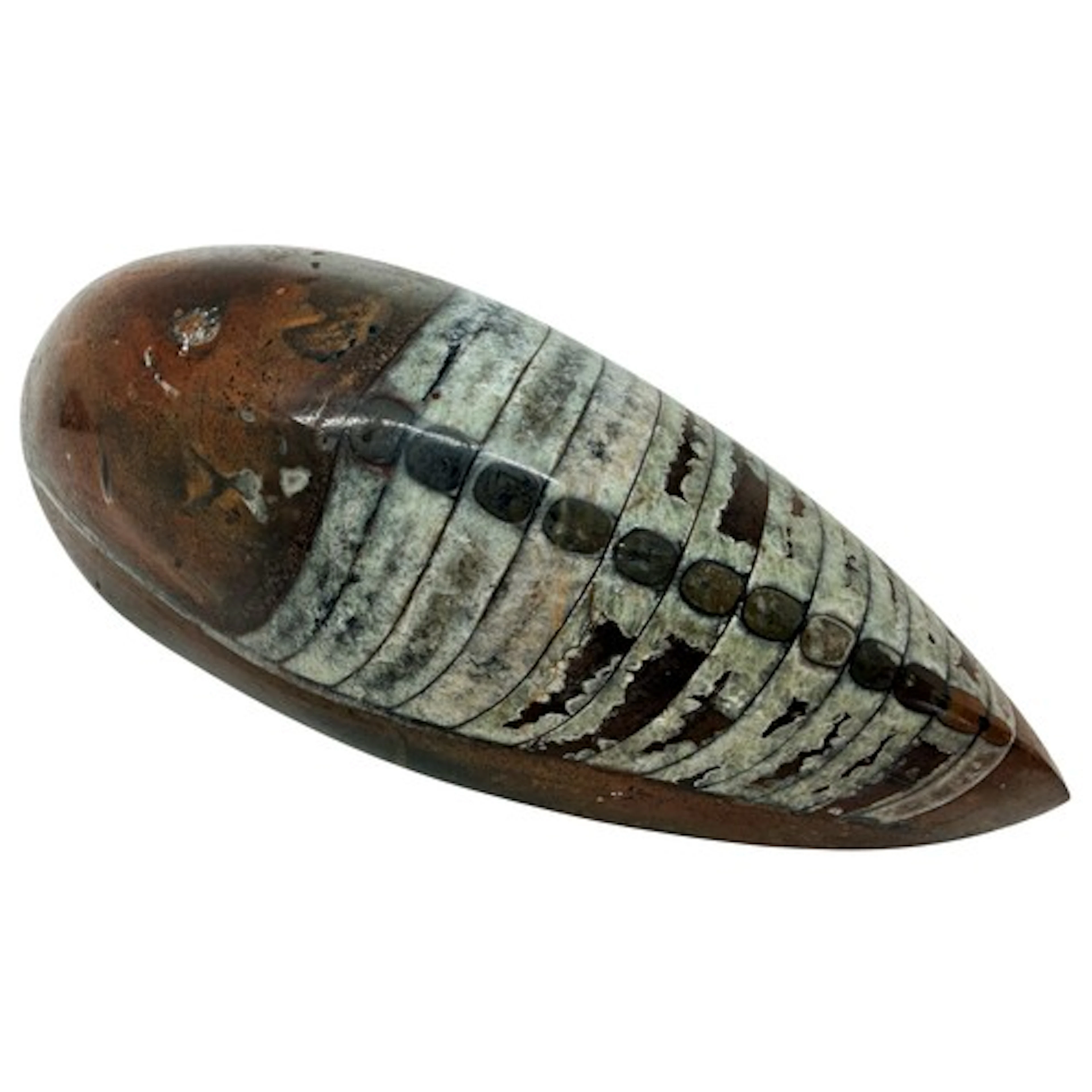 A polished Orthoceras fossil, 19.5cm