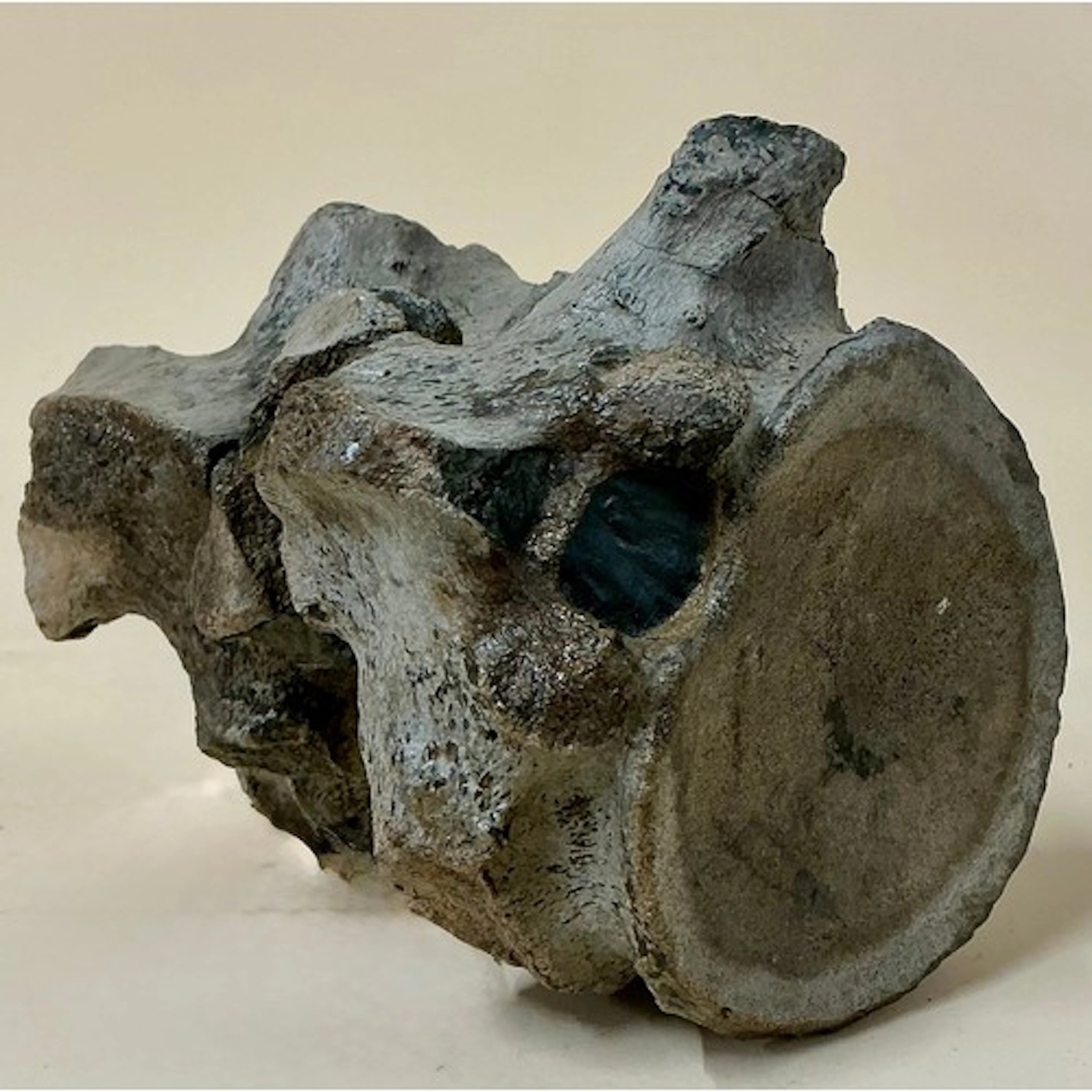 A Jurassic Period Plesiosaur (Plesiosaurus dolichodeirus) fu...