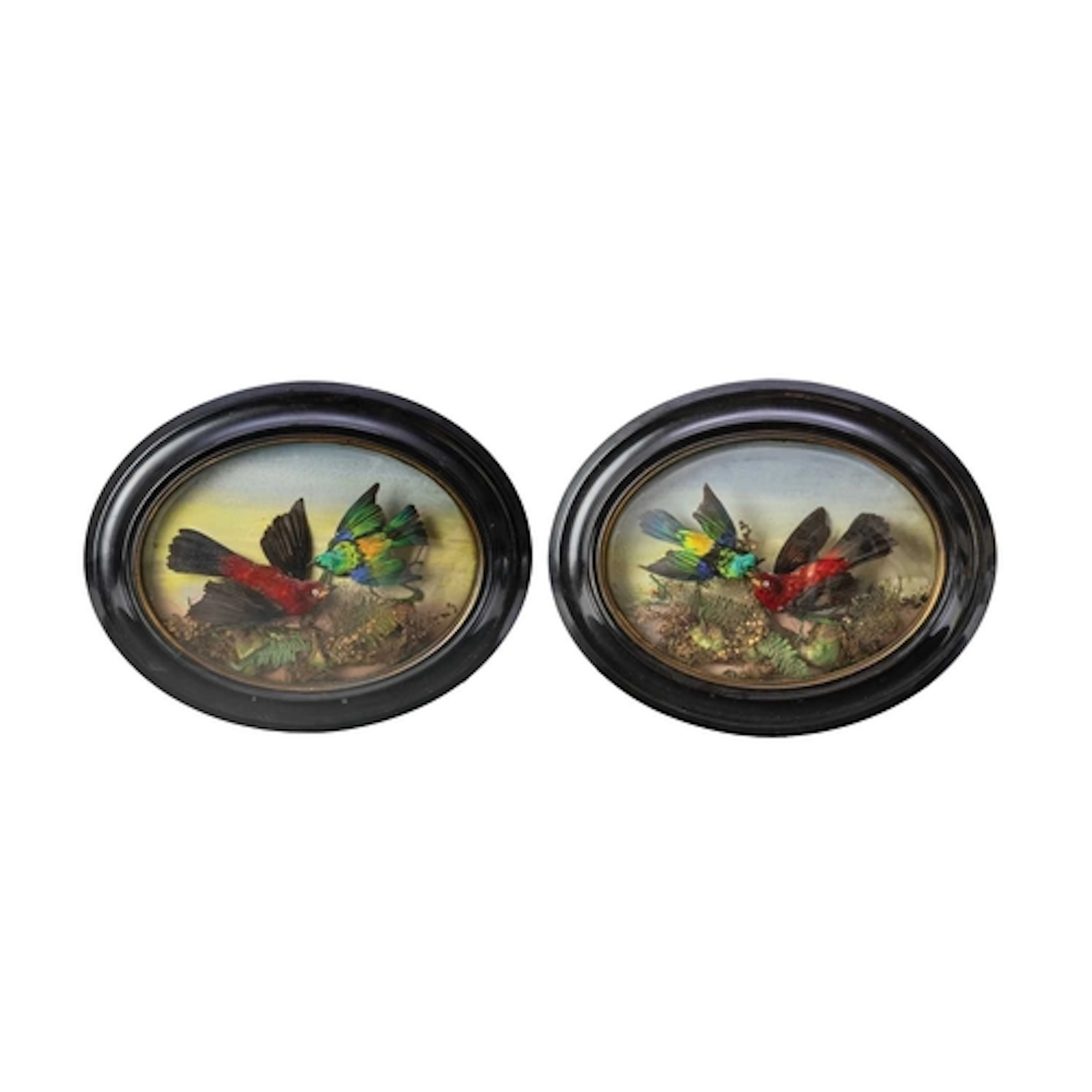 A pair of domed taxidermy bird wall plaques. Late 19th centu...