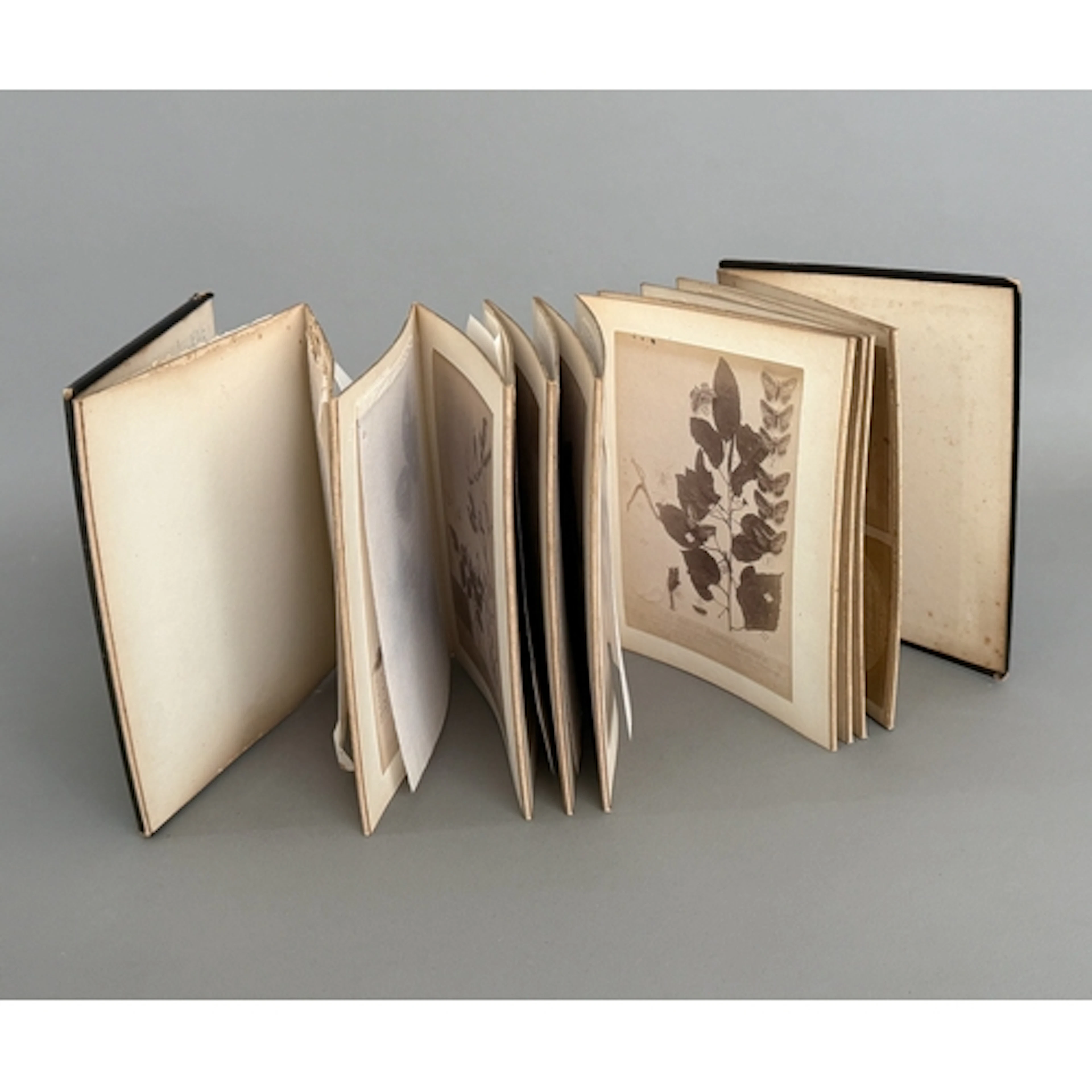 A late nineteenth century Japanese photographic album - conc...