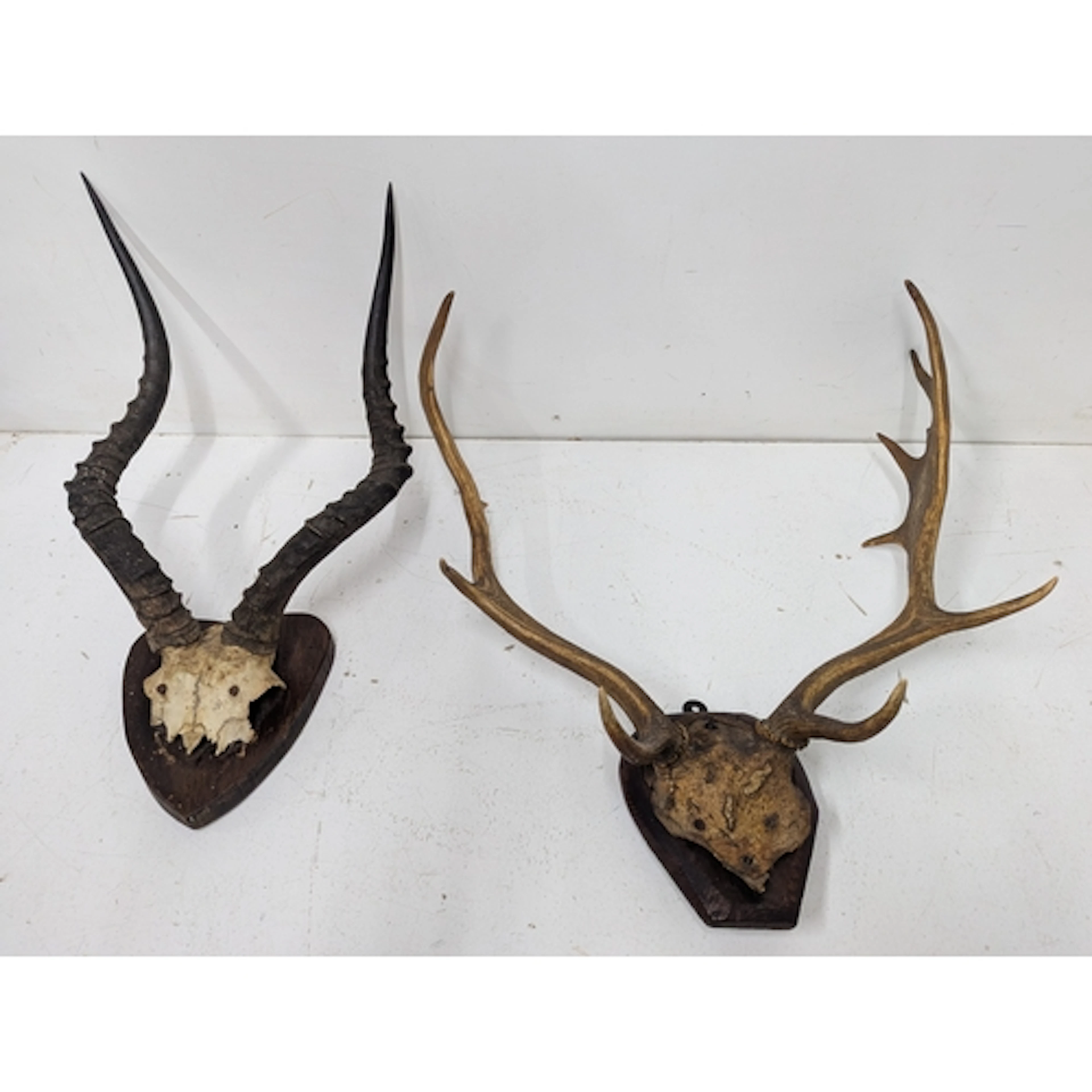 Two wall mounted antlers Location: LAM If there is no condit...