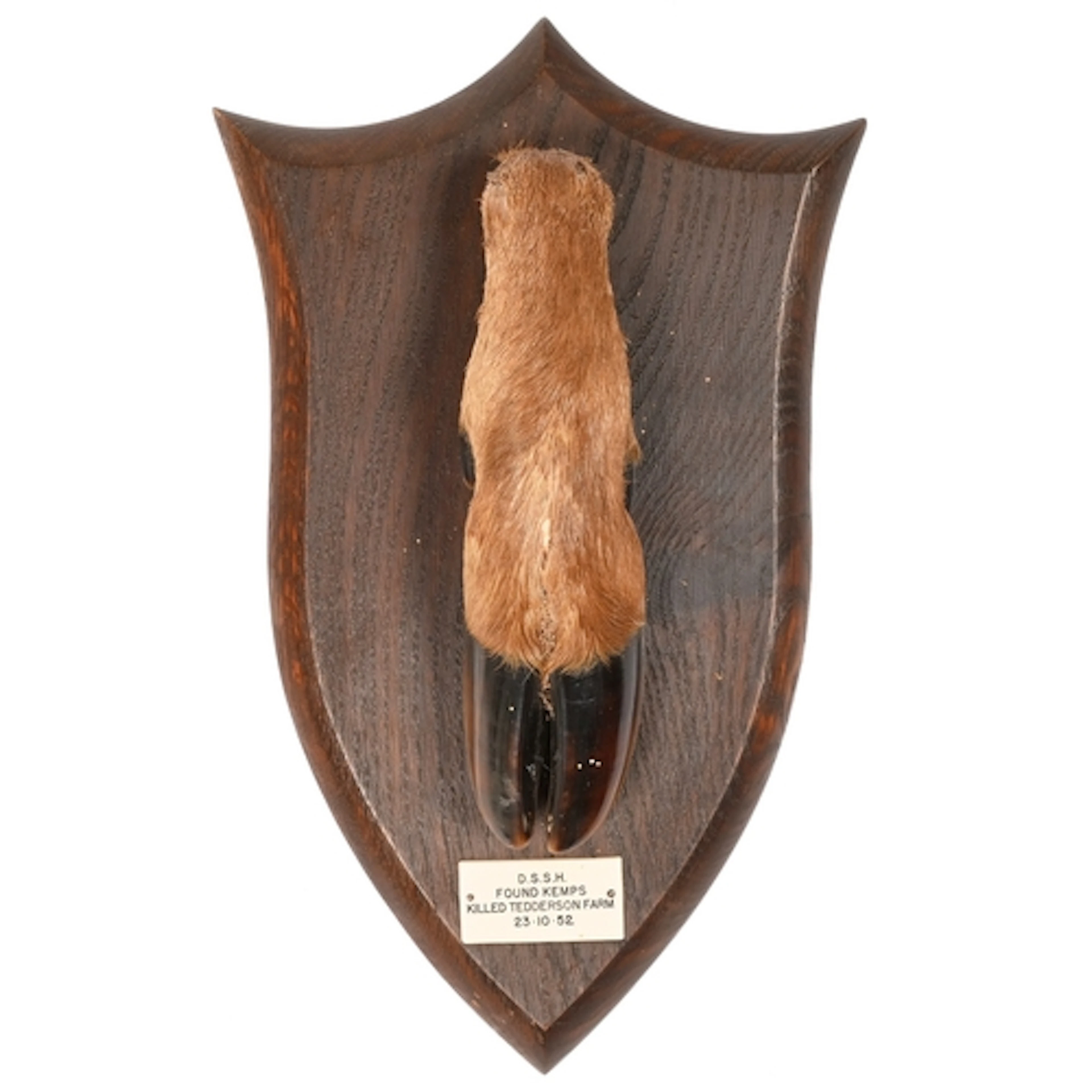 Taxidermy. A deer slot, P Spicer & Sons, c1952, mounted ...