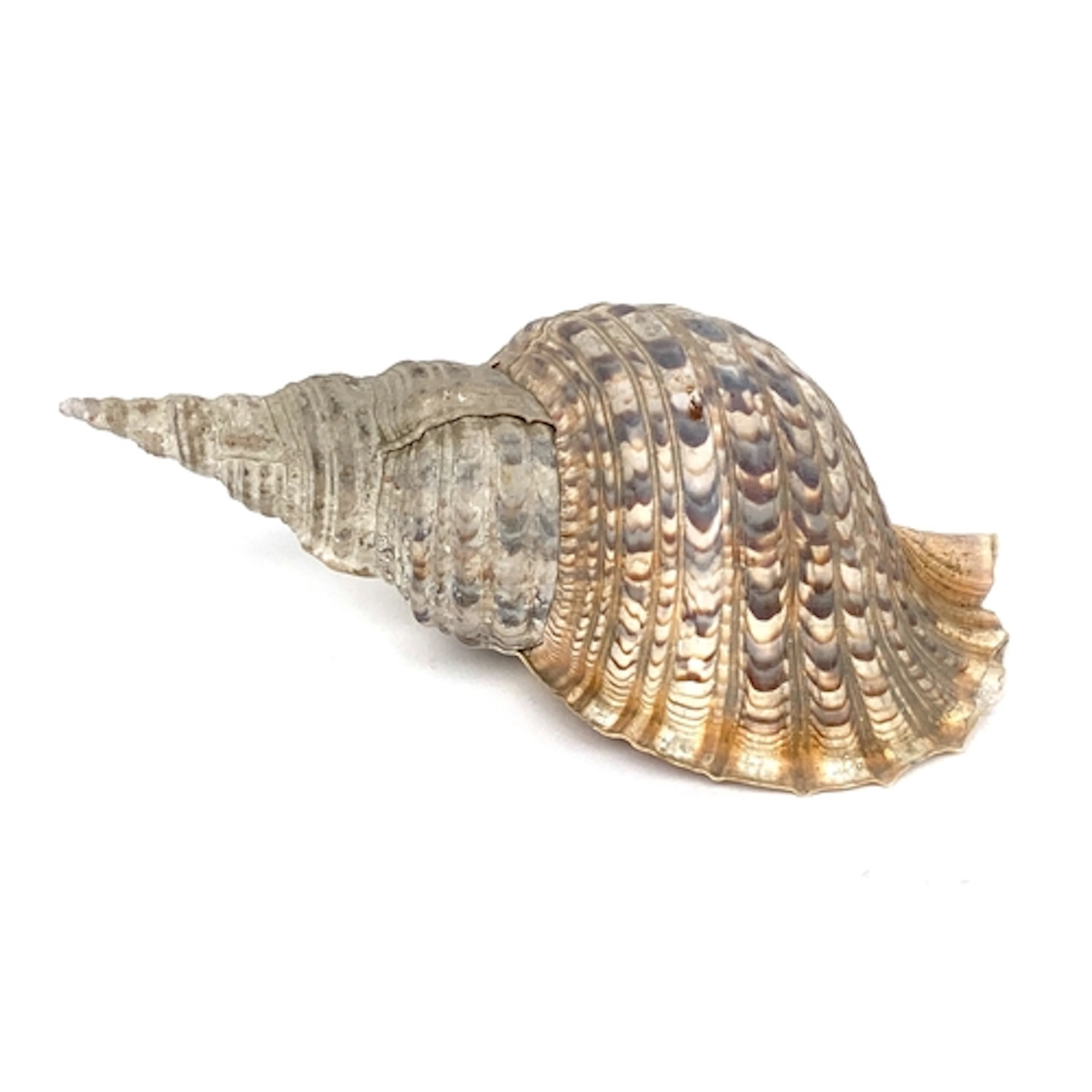 Natural history interest: a large Triton Trumpet shell, 42cm...