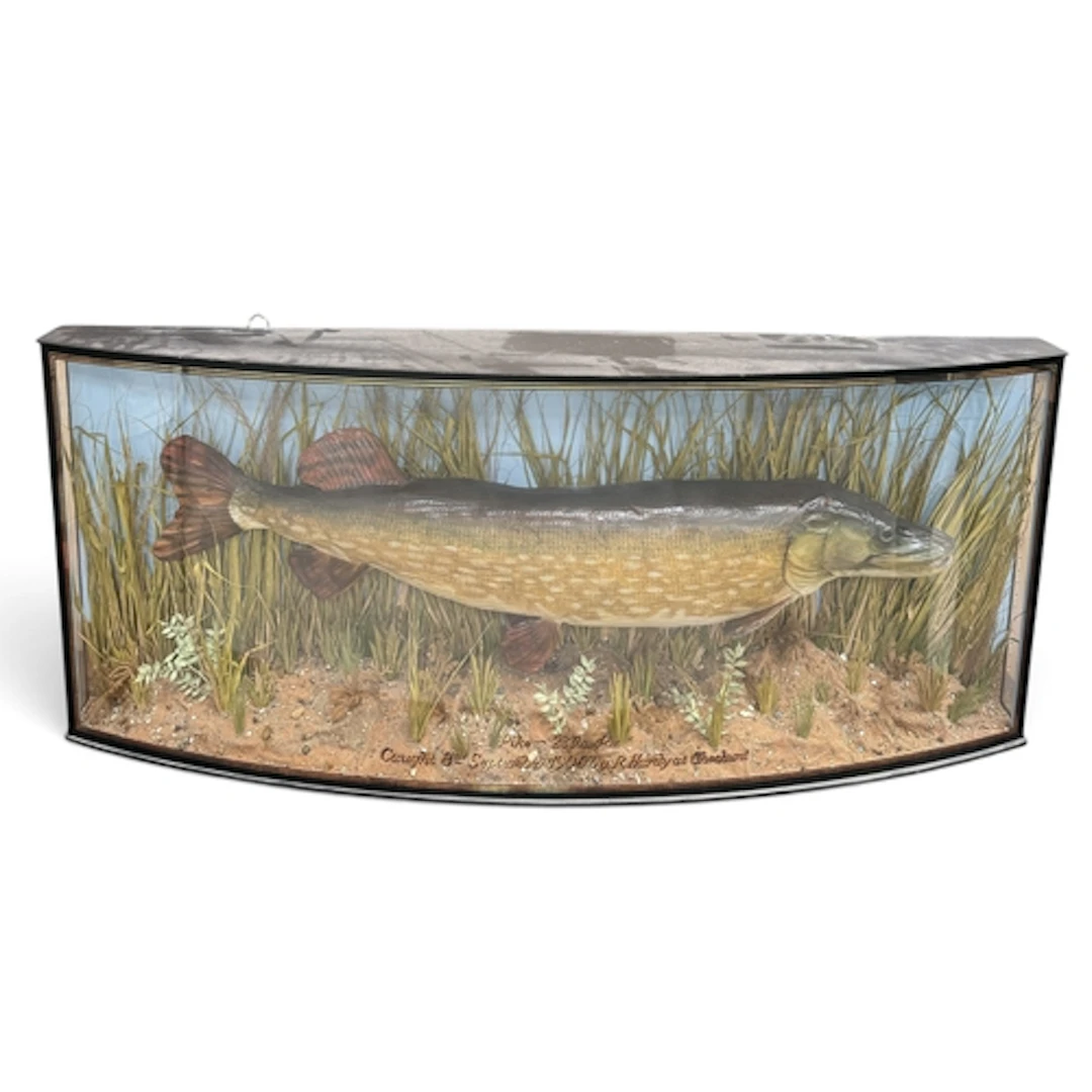 AN EARLY 20TH CENTURY TAXIDERMY PIKE IN BOW FRONTED GLAZED C...