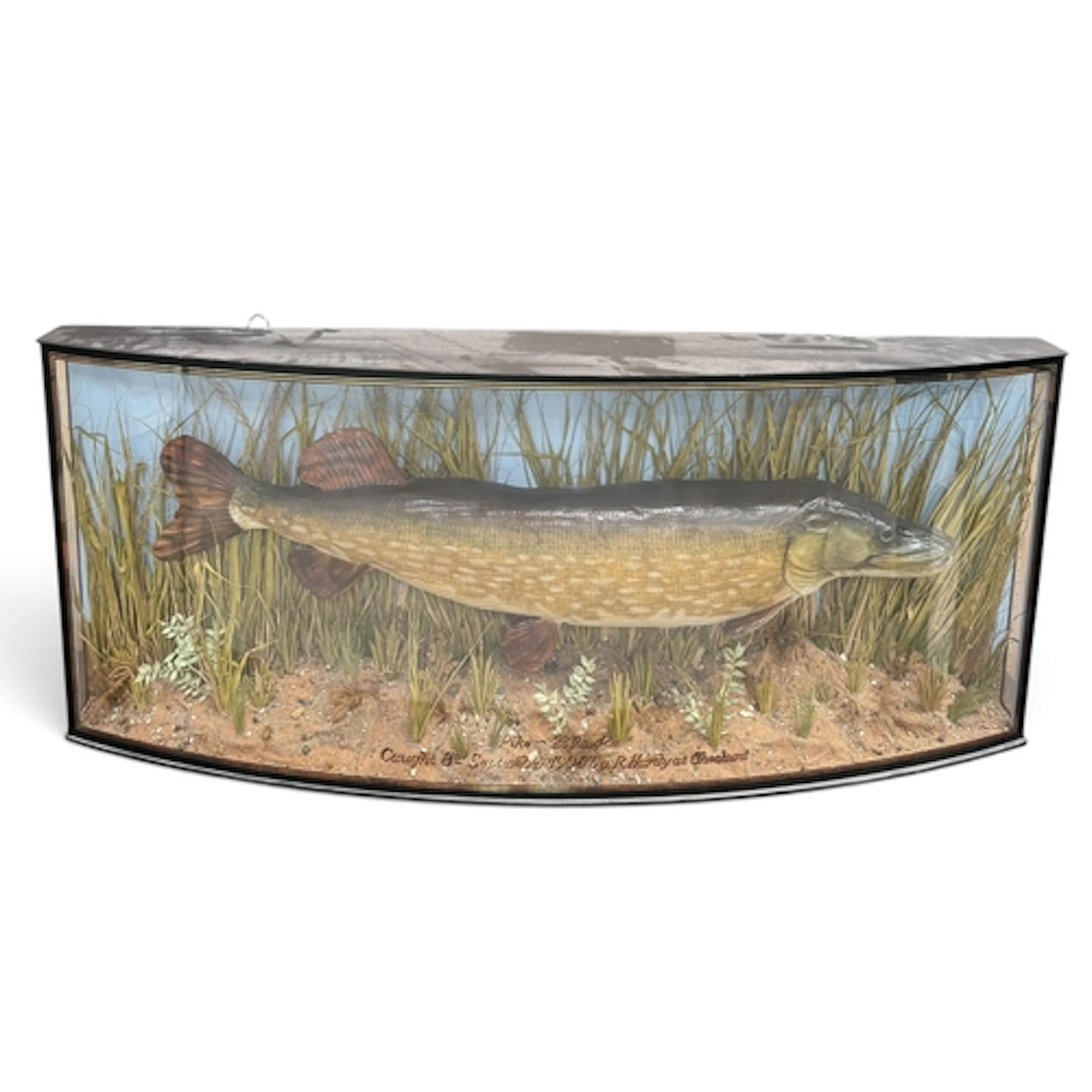 AN EARLY 20TH CENTURY TAXIDERMY PIKE IN BOW FRONTED GLAZED C...