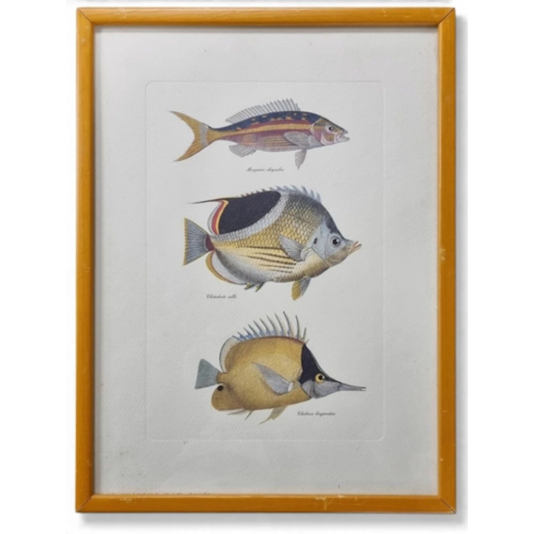 A good coloured Engraving of Fish. 41 x 31 cm approx.