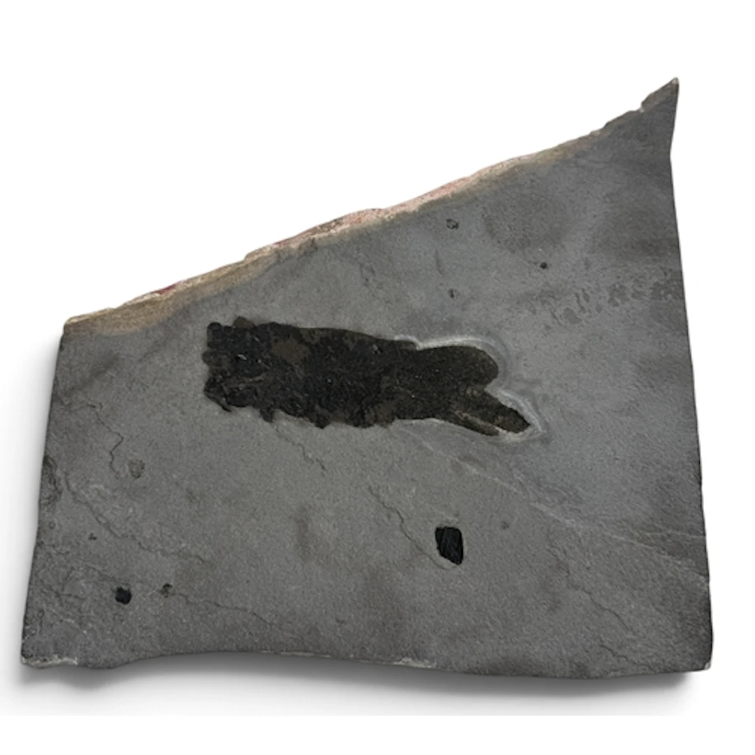 PENTLANDIA MACROPTERA: A FOSSIL LUNG FISH 370million years o...