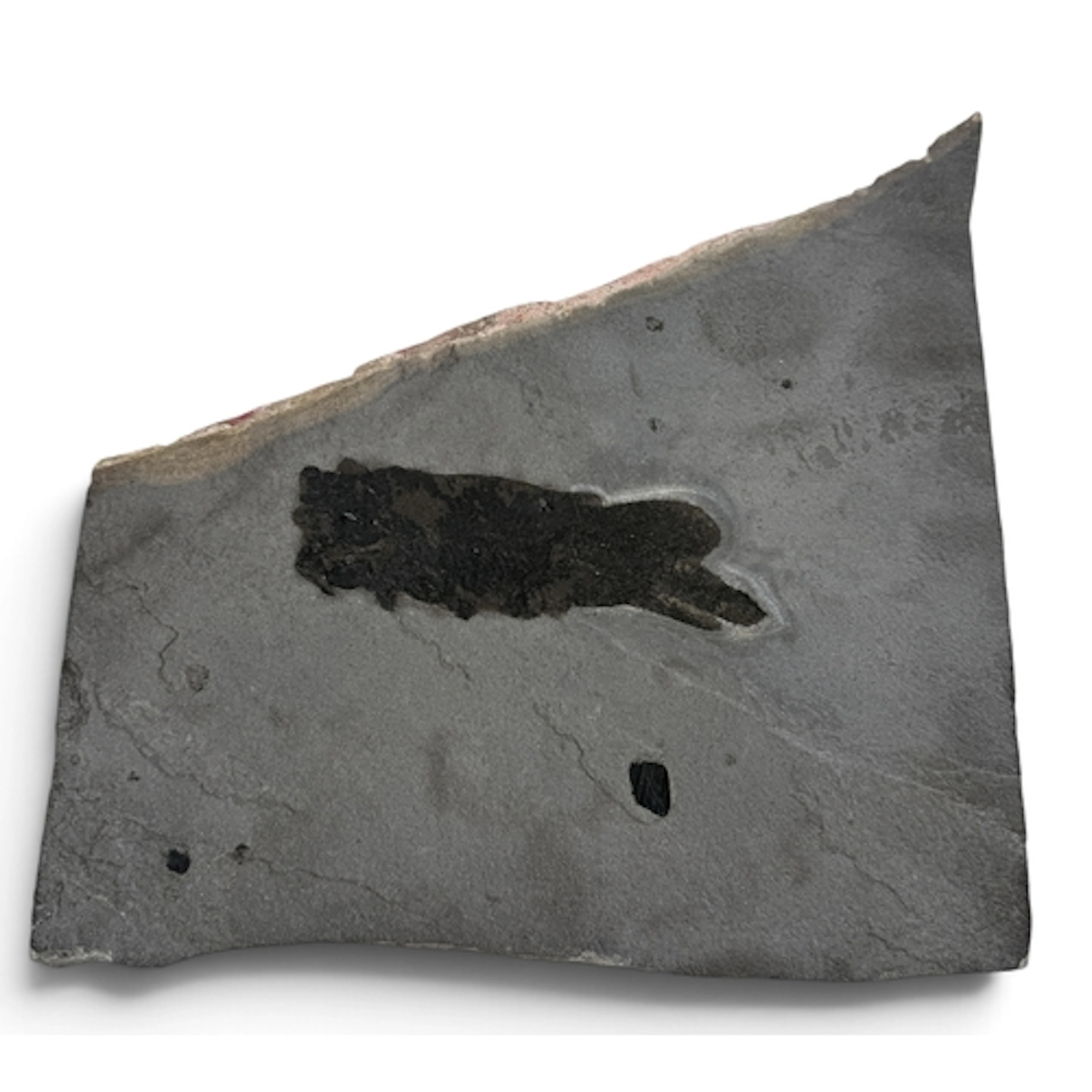 PENTLANDIA MACROPTERA: A FOSSIL LUNG FISH 370million years o...