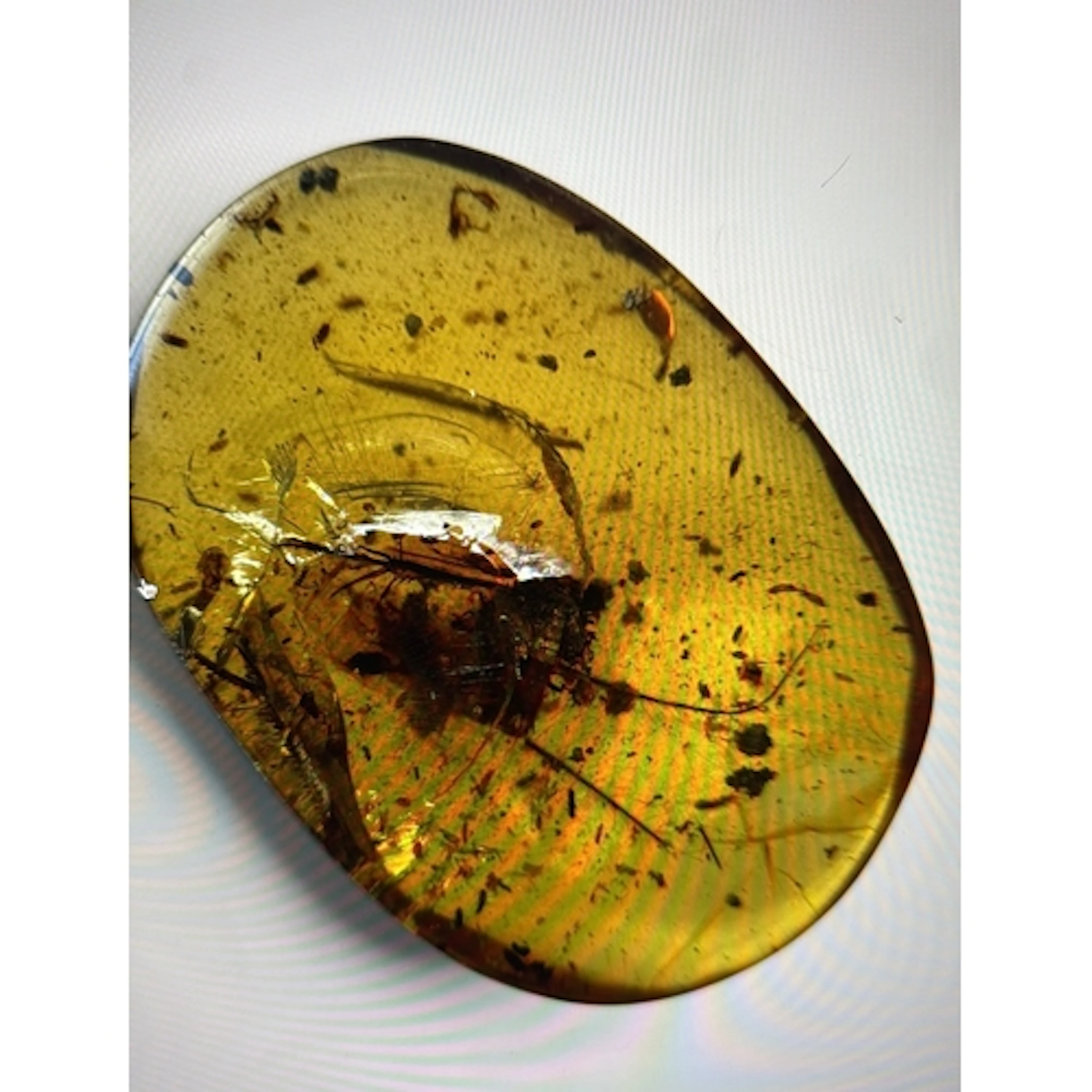 AN UNKNOWN INSECT FOSSIL IN AMBER A large, unknown insect fo...