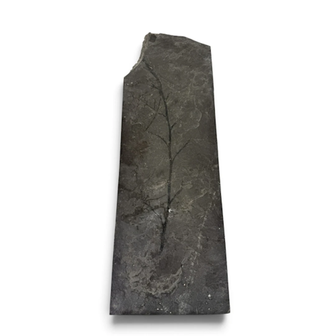 A LARGE FOSSIL LEAF 59cm x 19cm