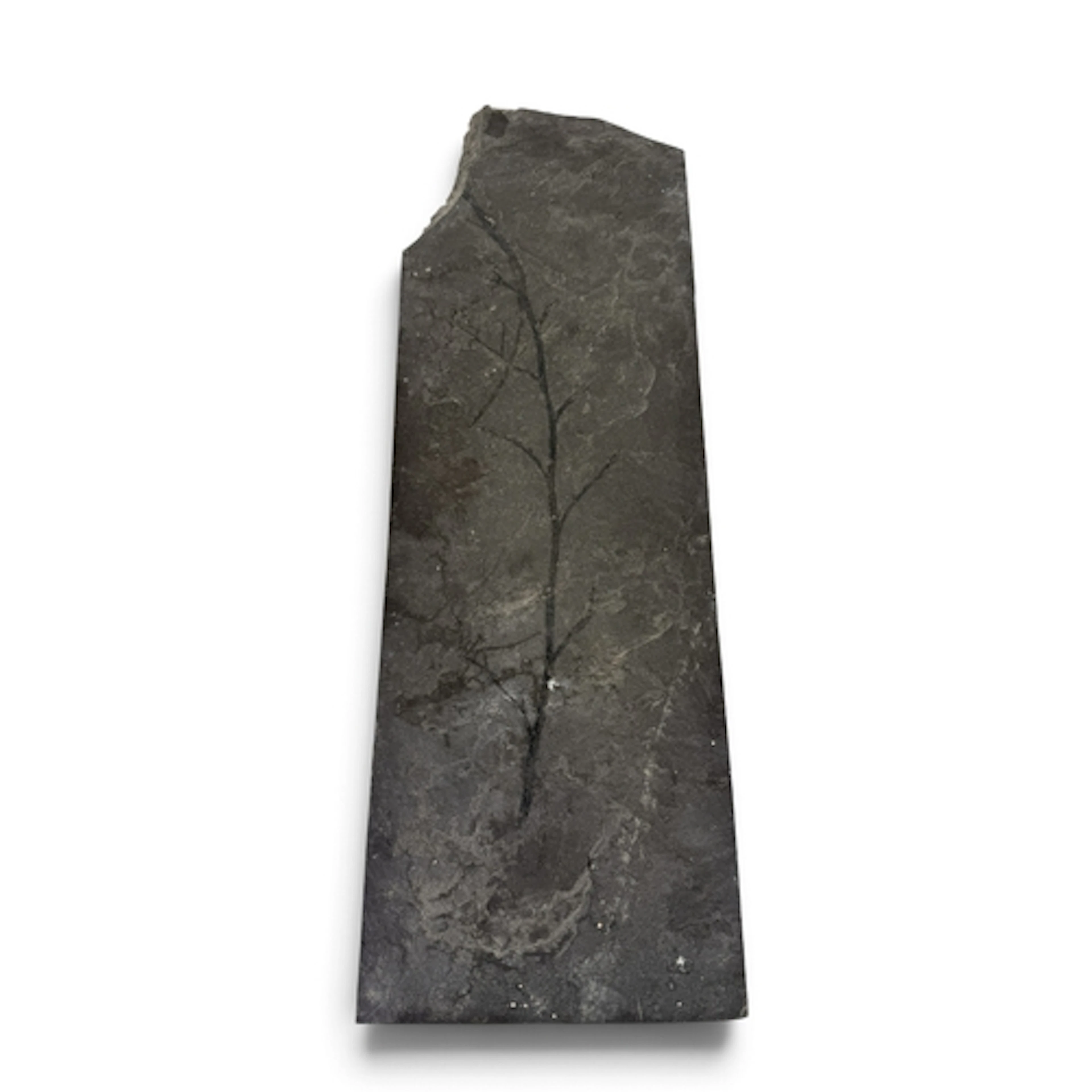 A LARGE FOSSIL LEAF 59cm x 19cm