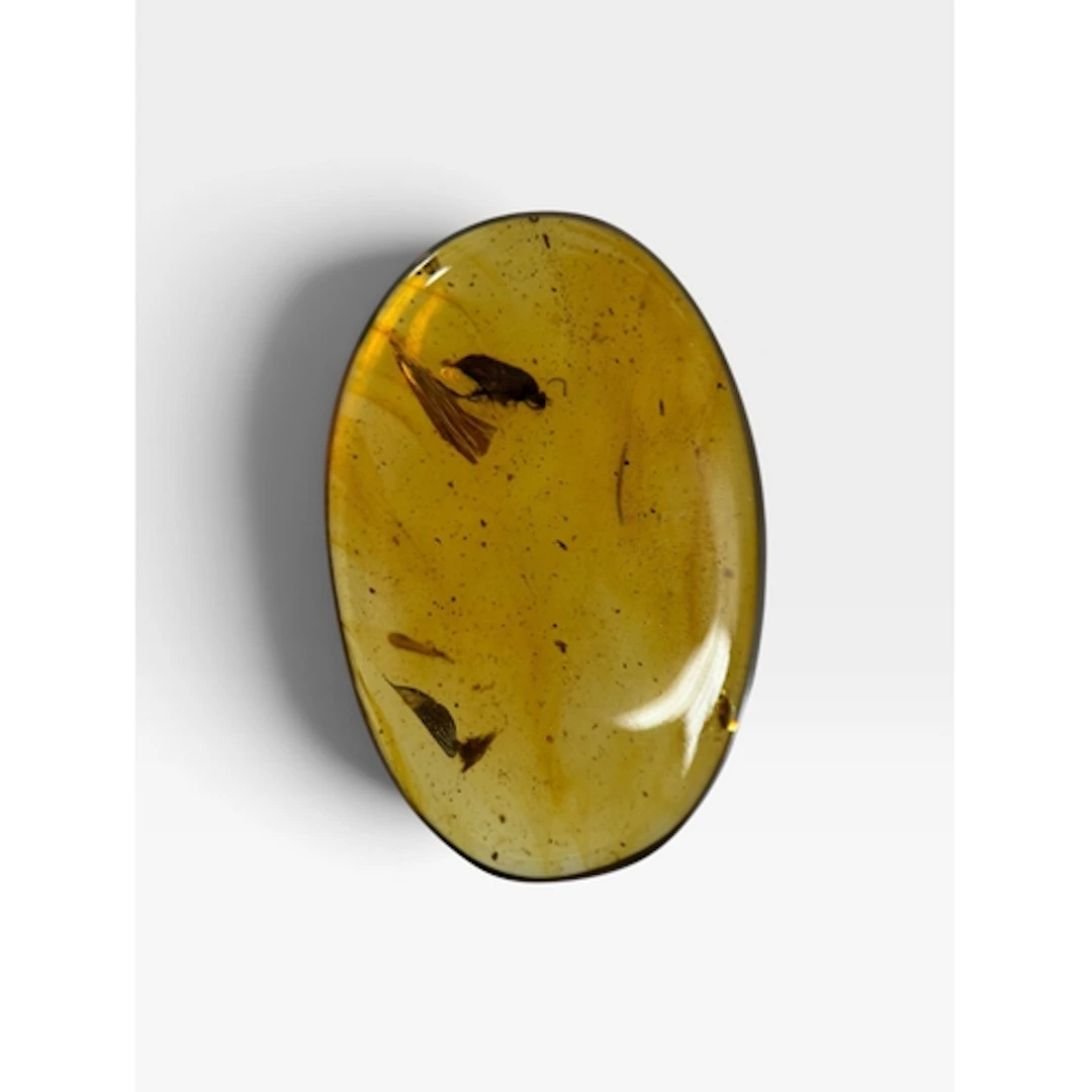 A BEETLE FOSSIL IN AMBER A highly detailed beetle fossil in ...