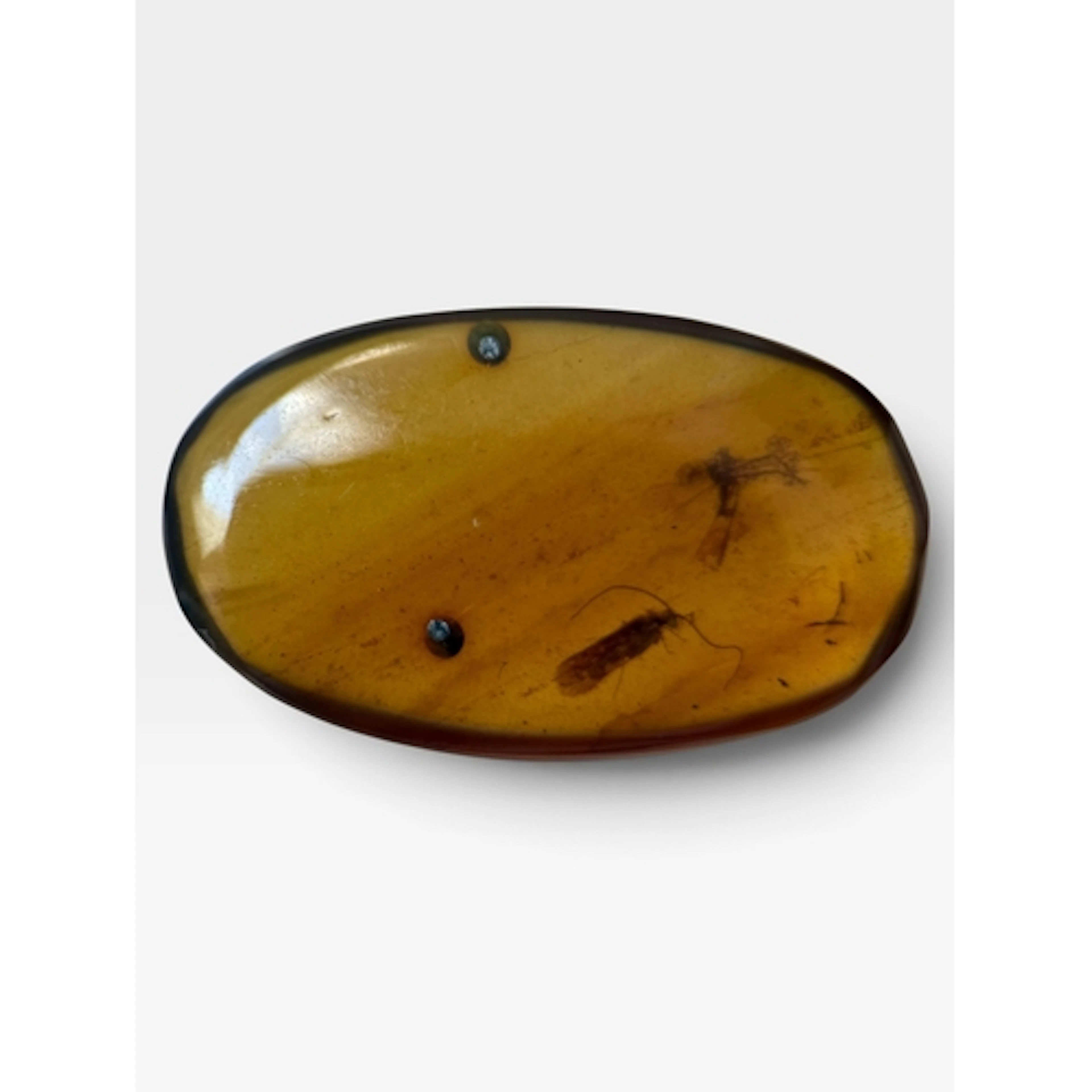 MOTH FOSSIL IN AMBER A detailed moth fossil, alongside anot...