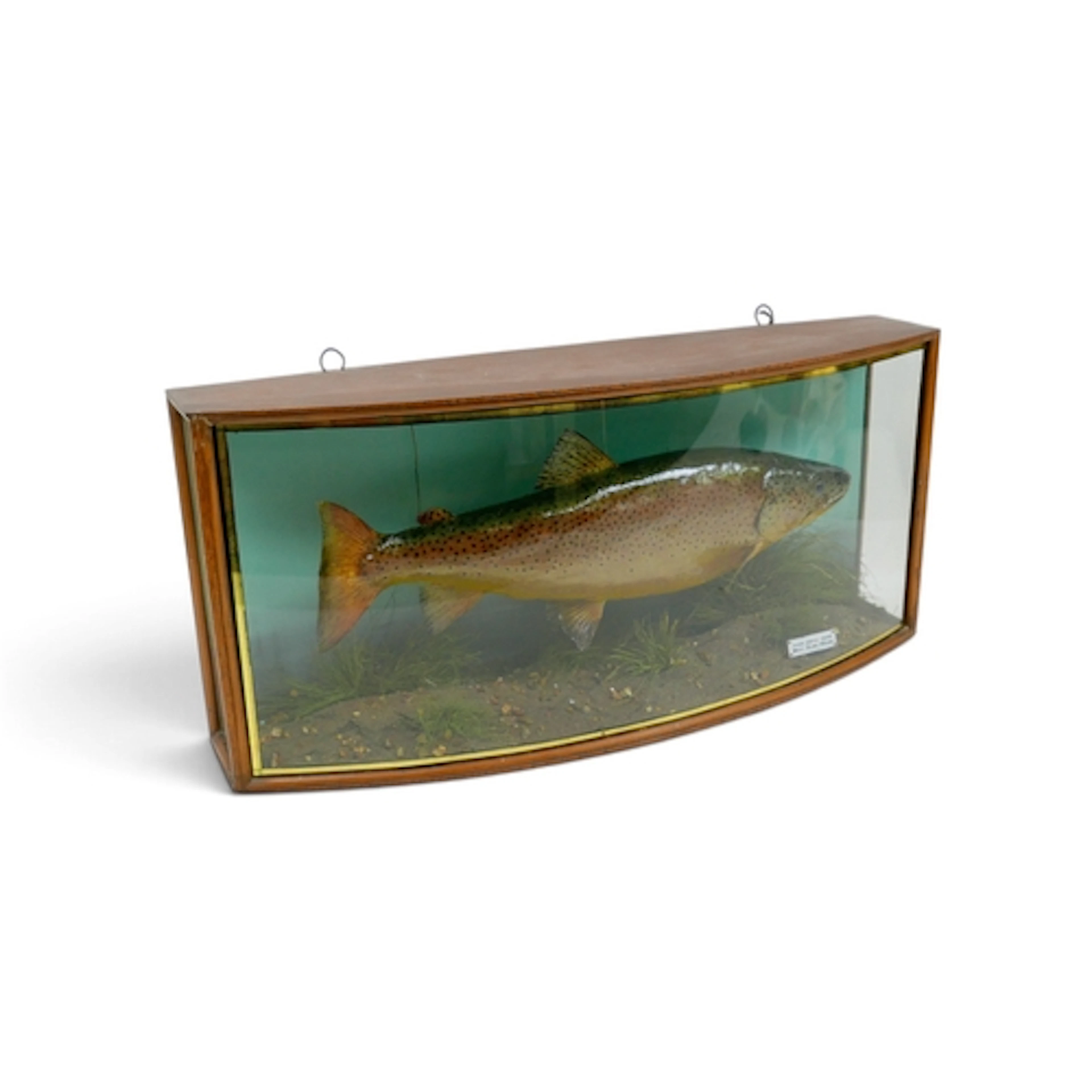 AN EARLY 20TH CENTURY TAXIDERMY TROUT. By J. Cooper & Sons, ...