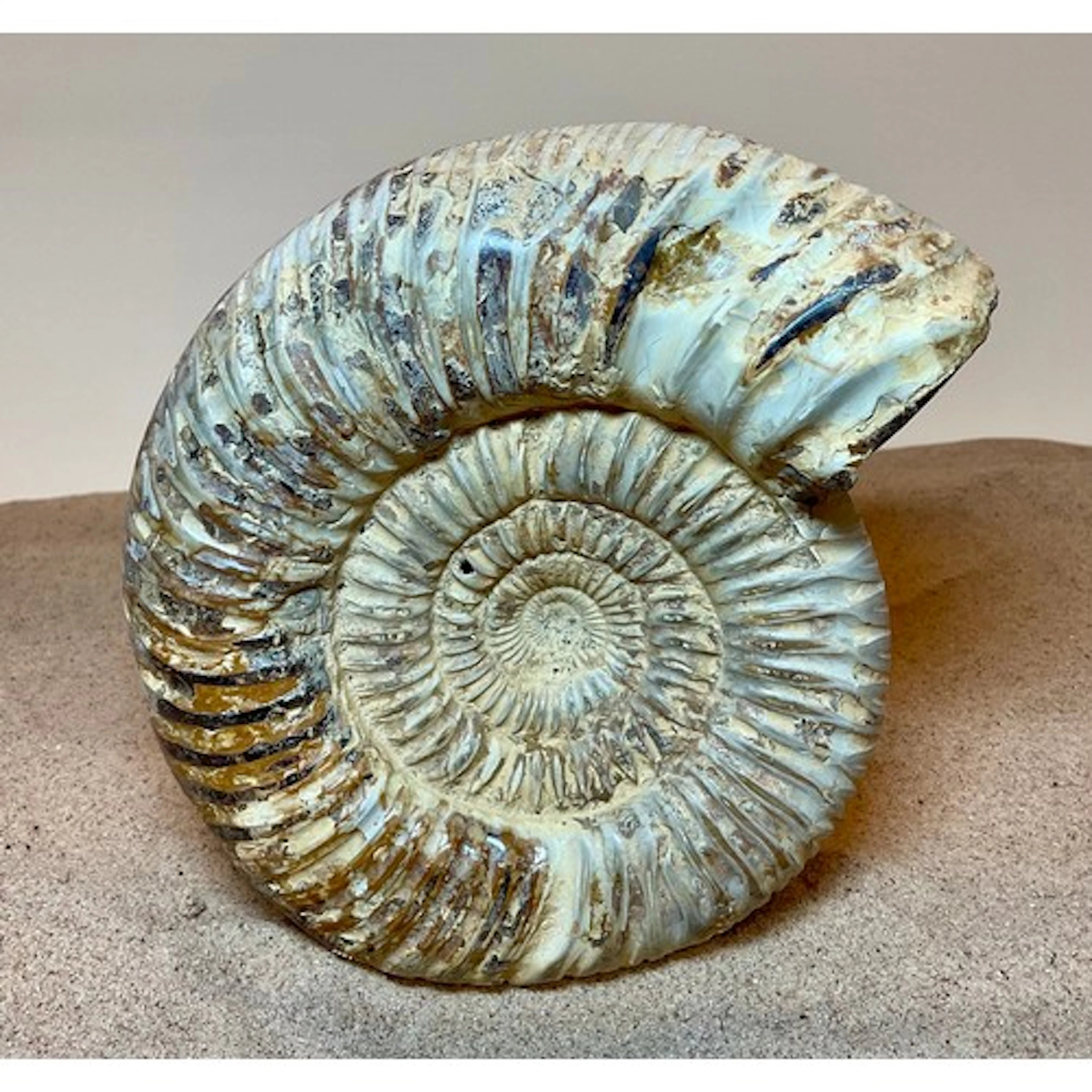 Jurassic Period, (174-145 million years B.P.) Perisphinctids...