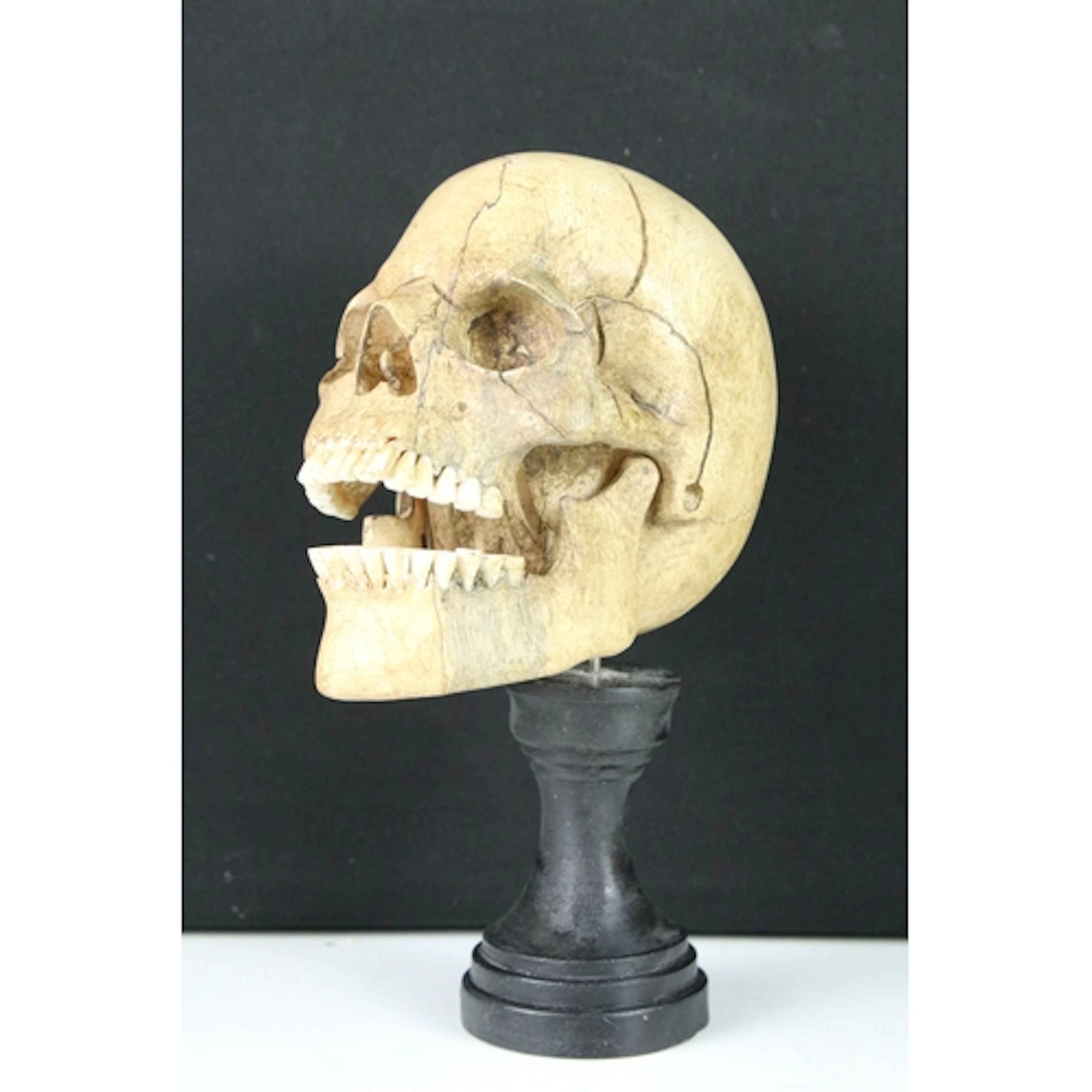 Carved wooden model of a skull with hinged jaw on turned woo...