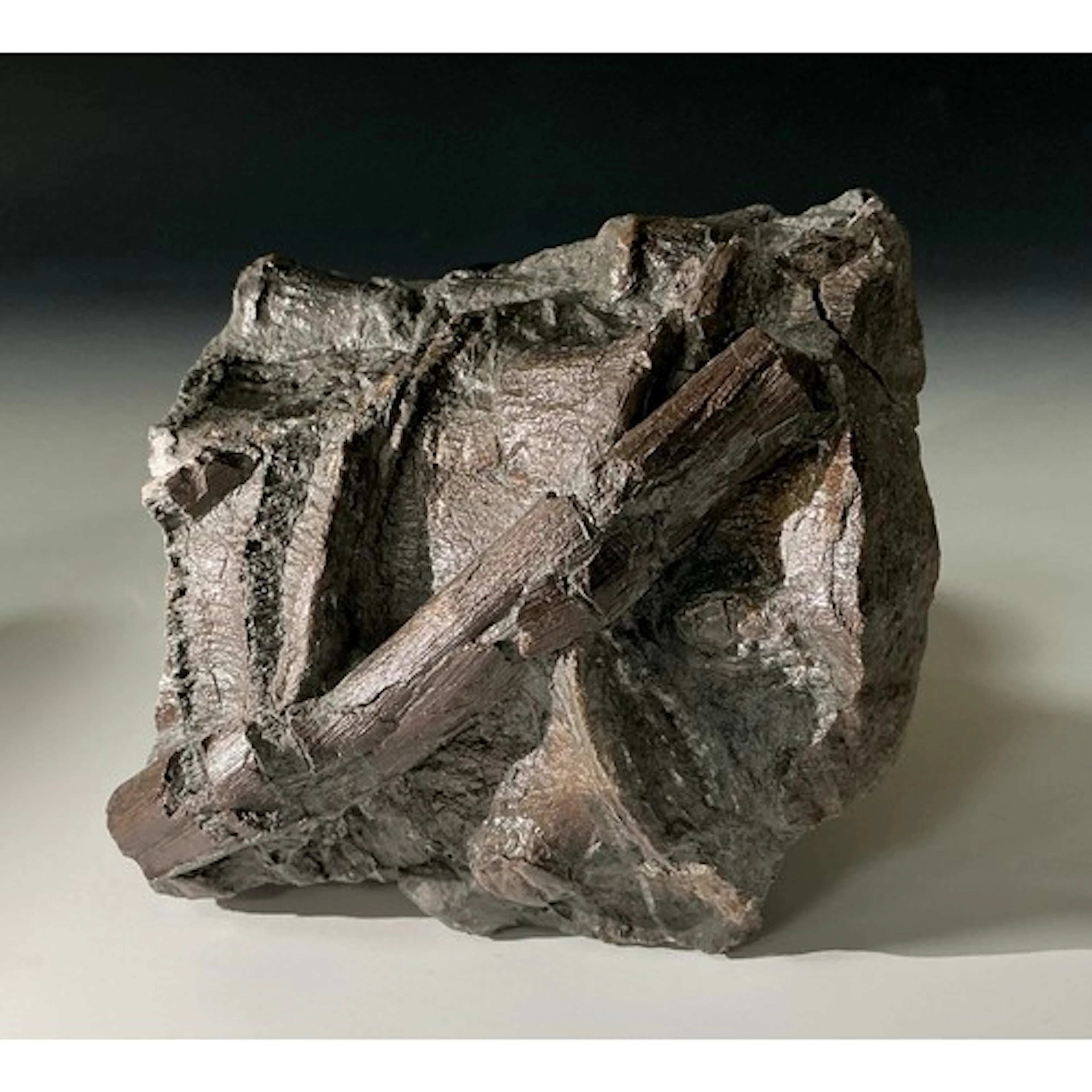 An Ichthyosaur fossil vertebrae and bone cluster specimen, U...