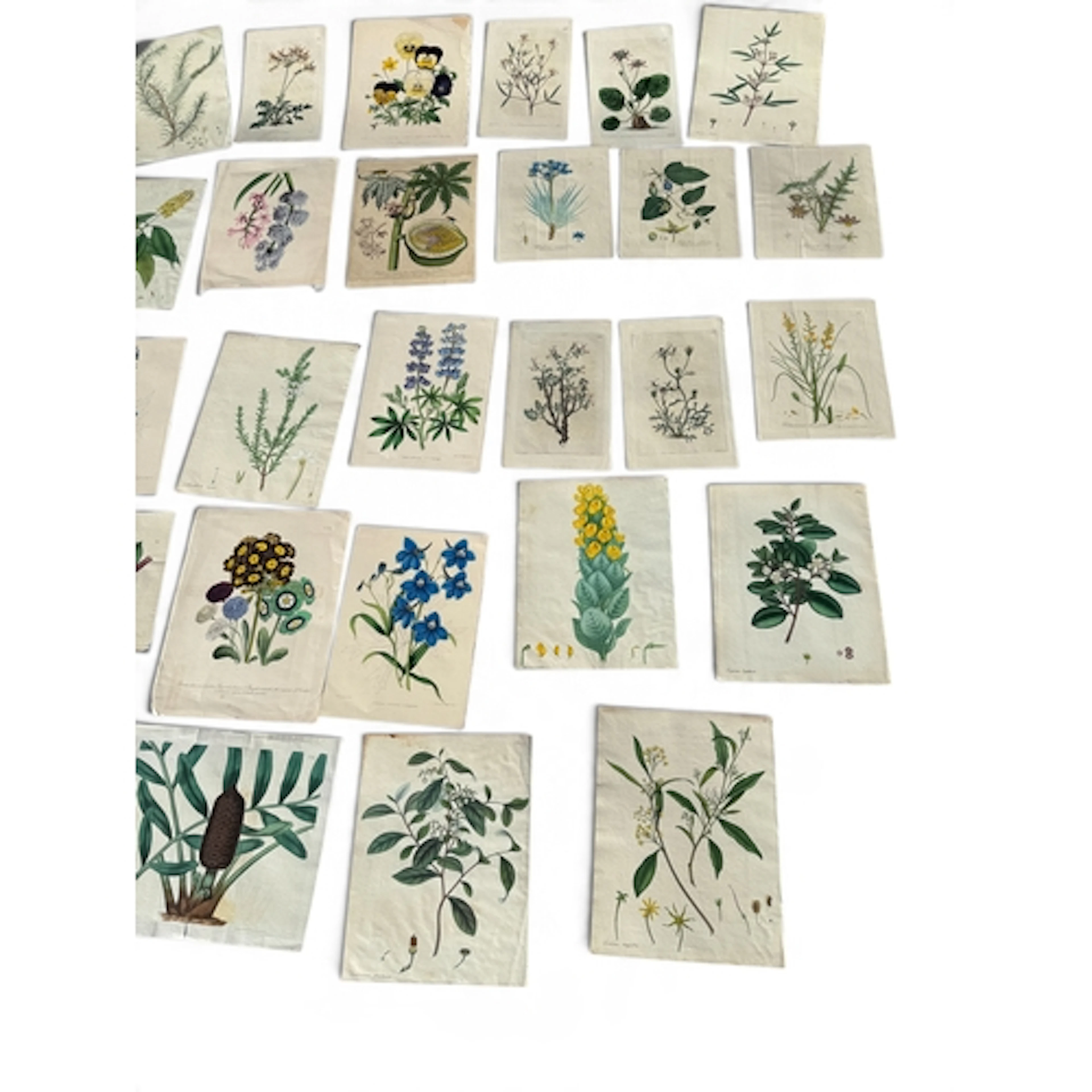 A COLLECTION OF BOTANICAL ENGRAVINGS (QTY)