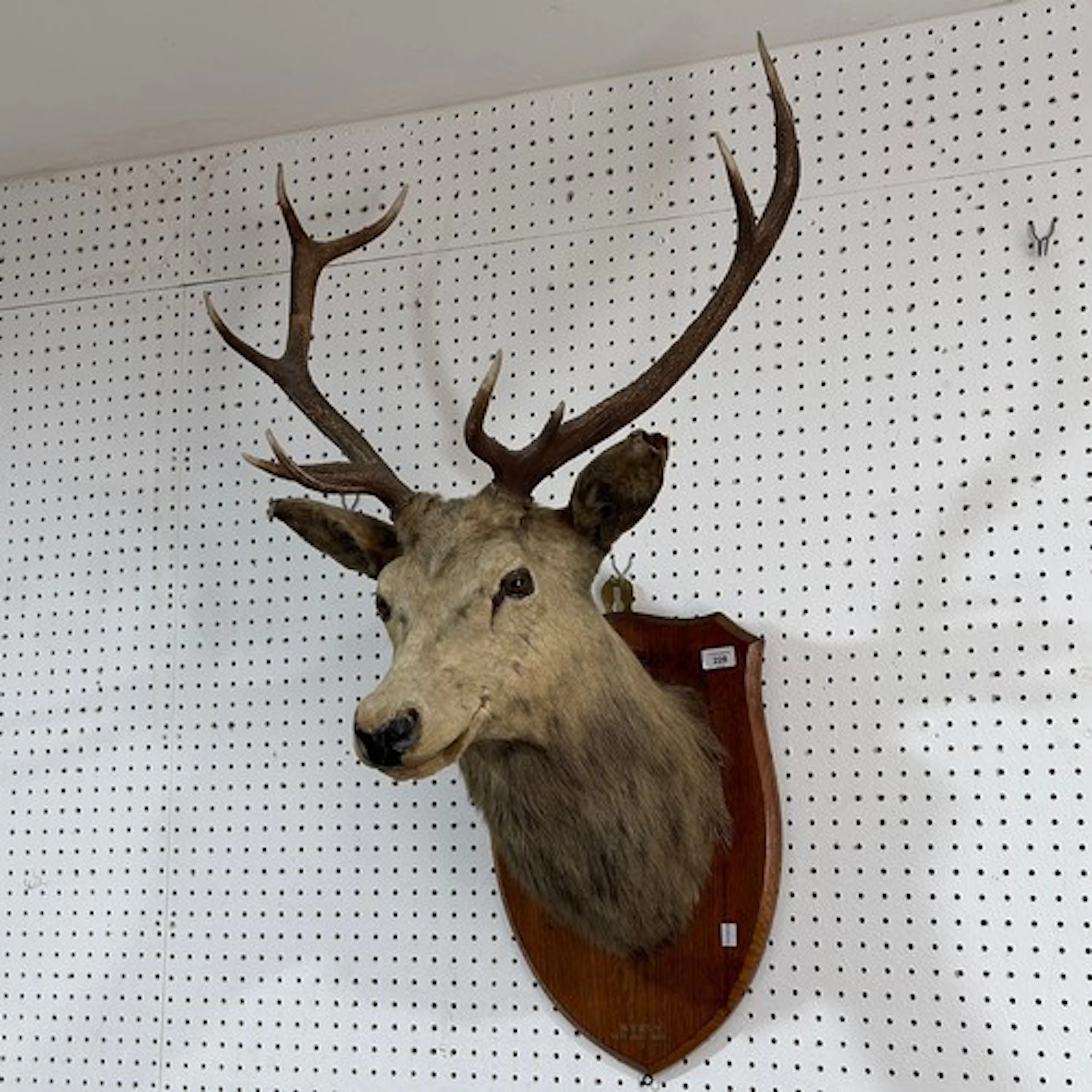 Taxidermy; an early 20th century Scottish Red Deer Stags hea...