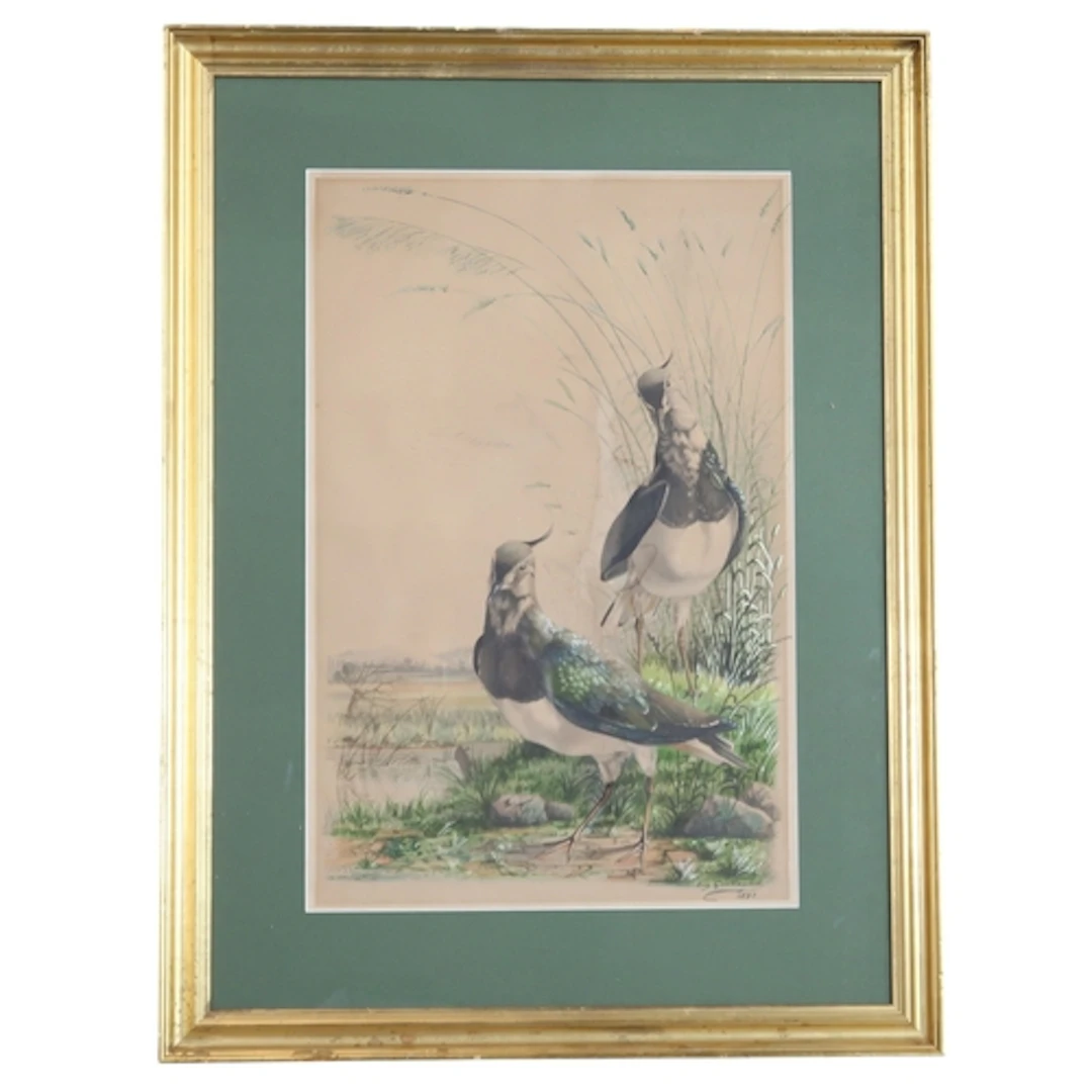 FRENCH SCHOOL NORTHERN LAPWING Watercolour, sign...