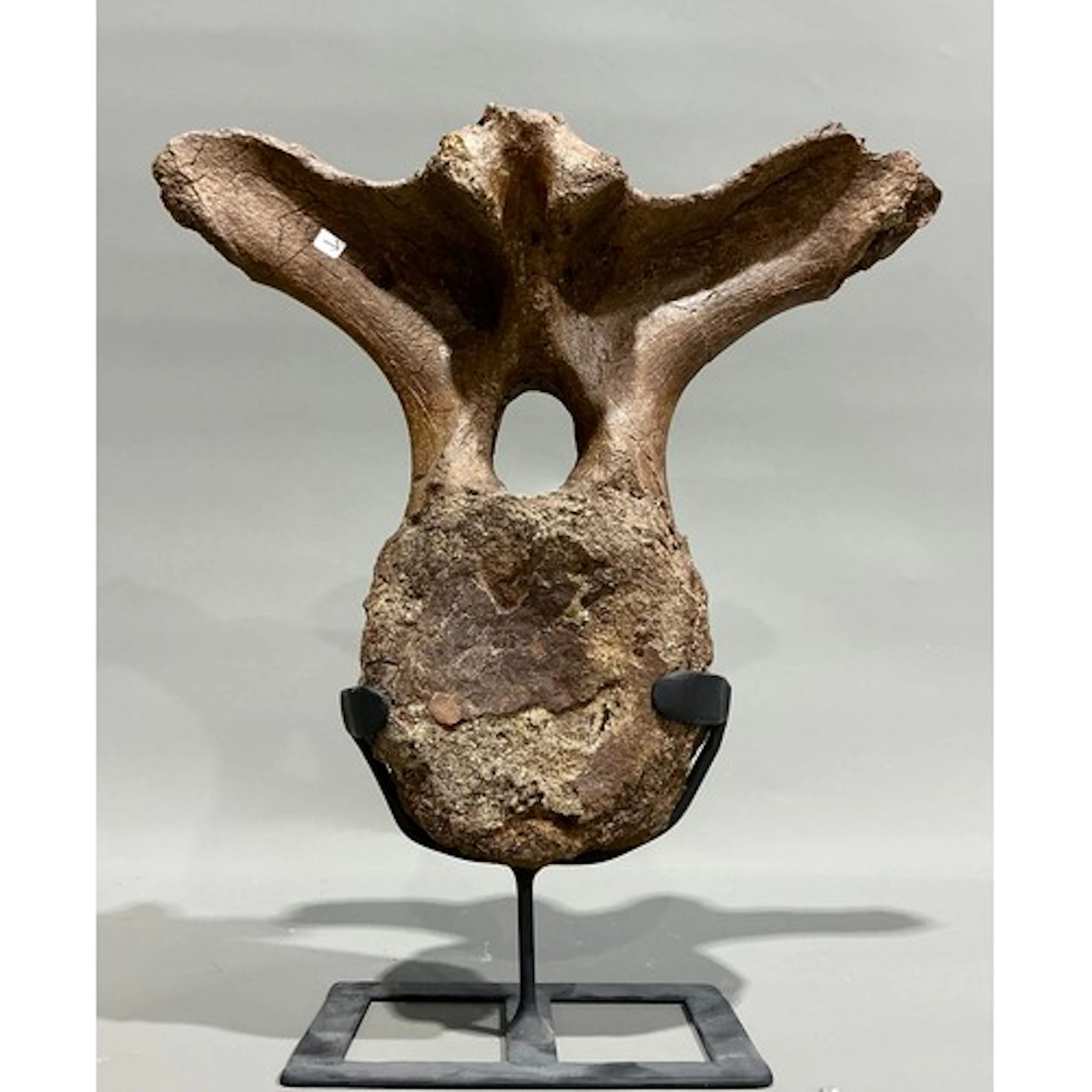 Natural History - T-Rex interest - a scarce Upper Cretaceous...
